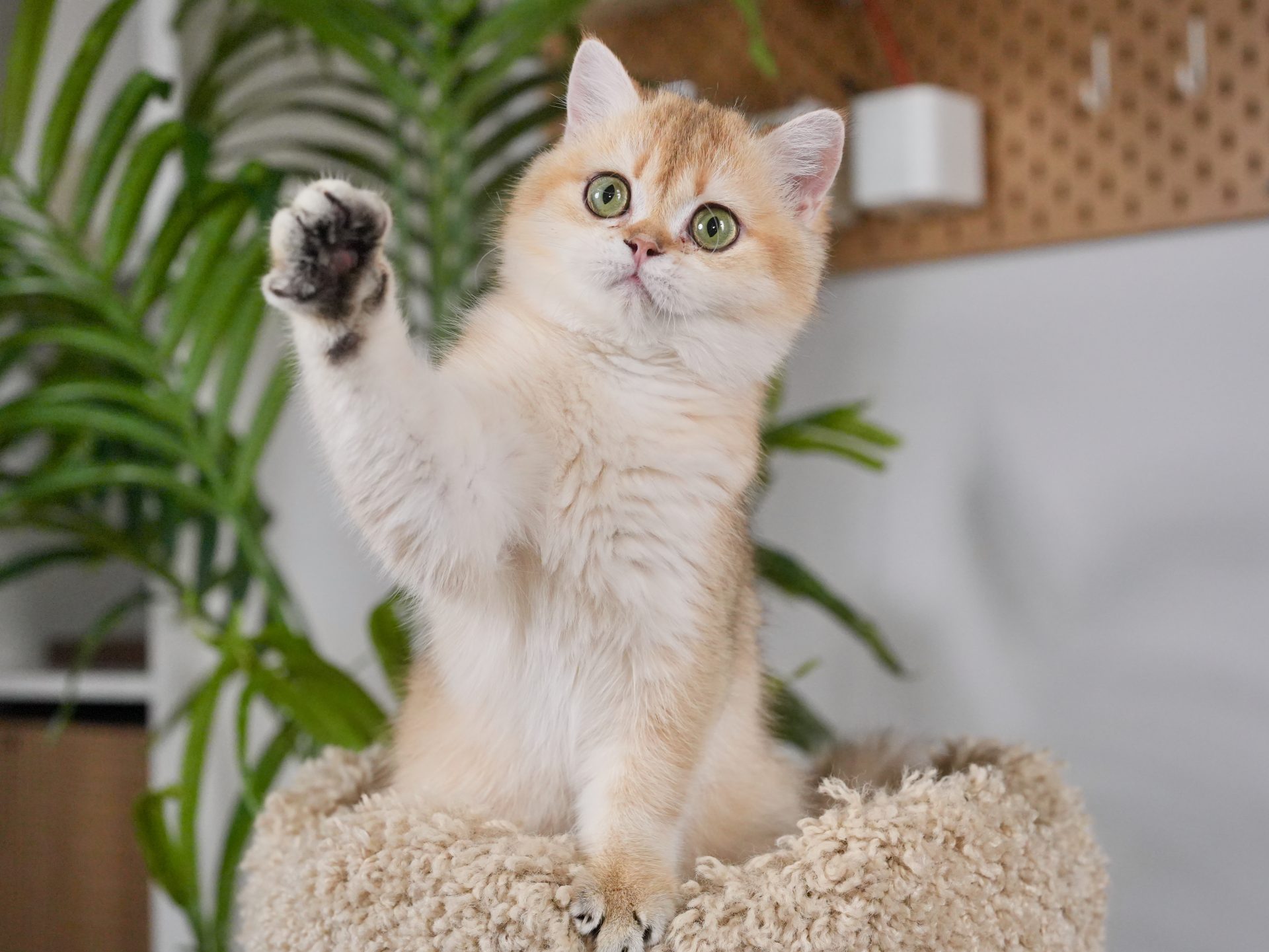 british shorthair ginger cat