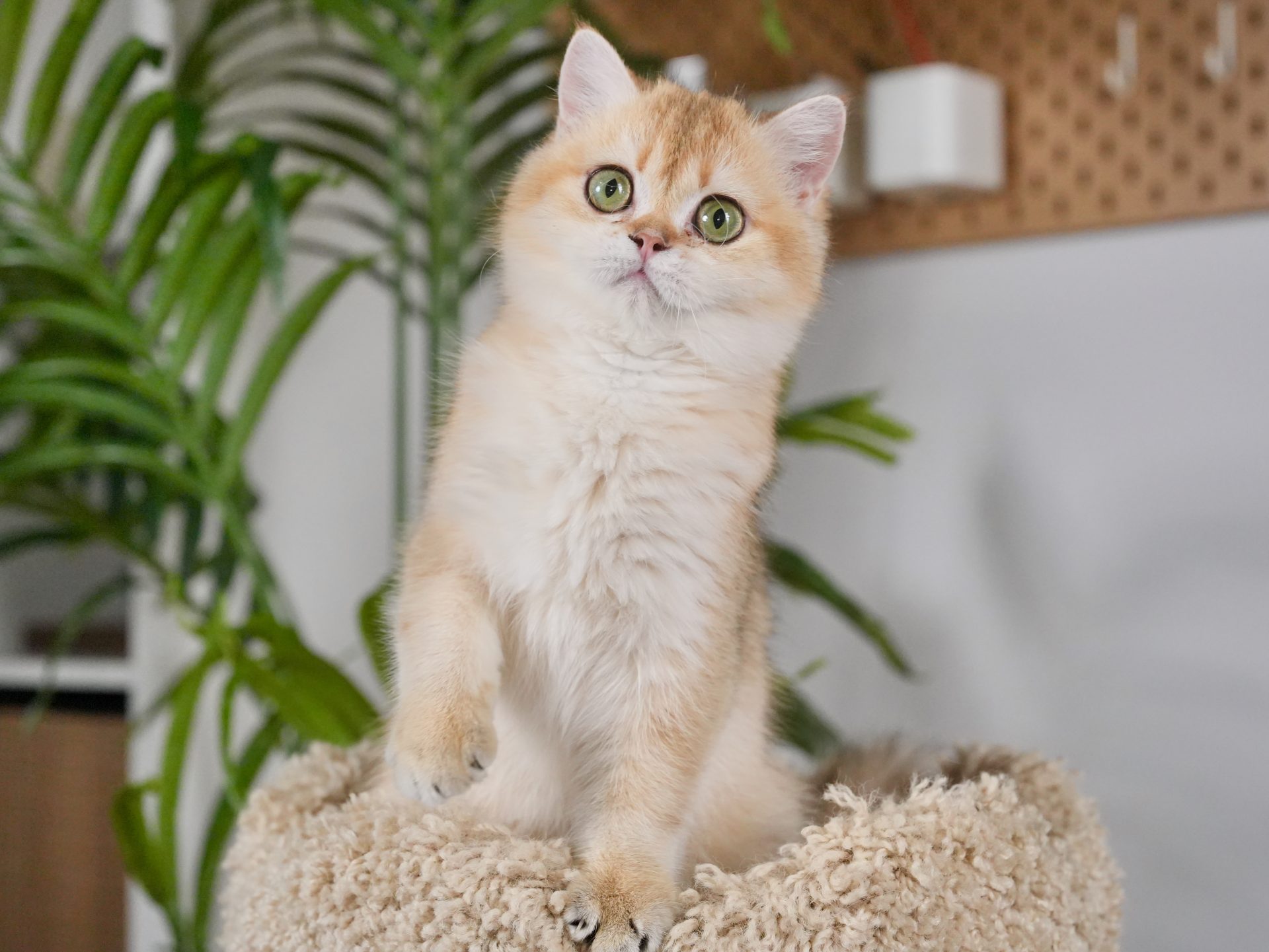 british shorthair ginger cat