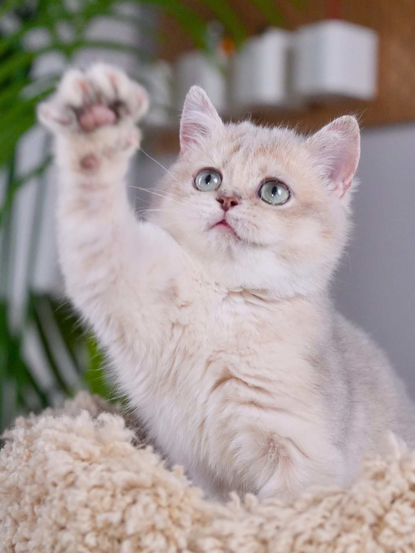 golden british shorthair