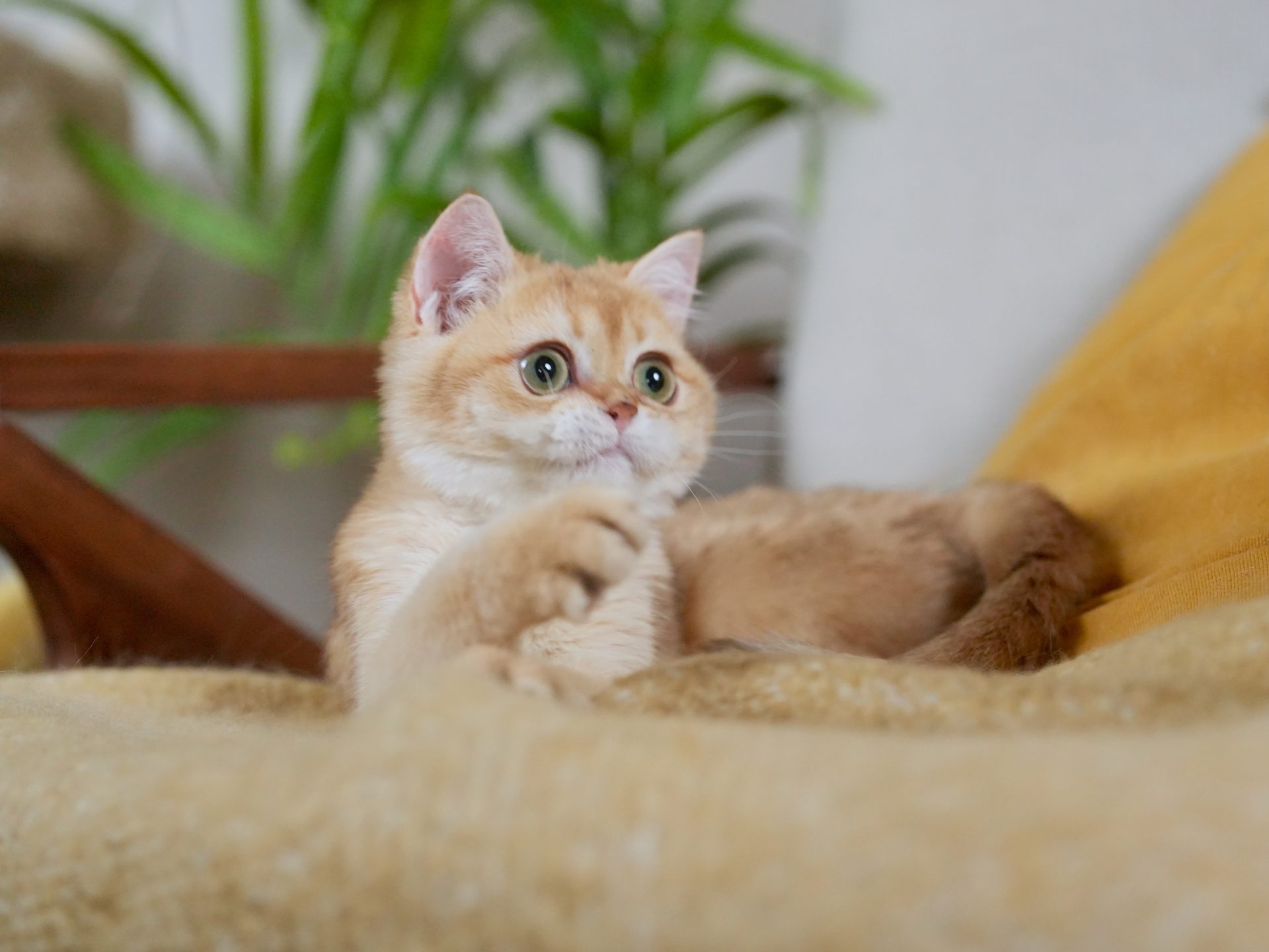 golden british shorthair