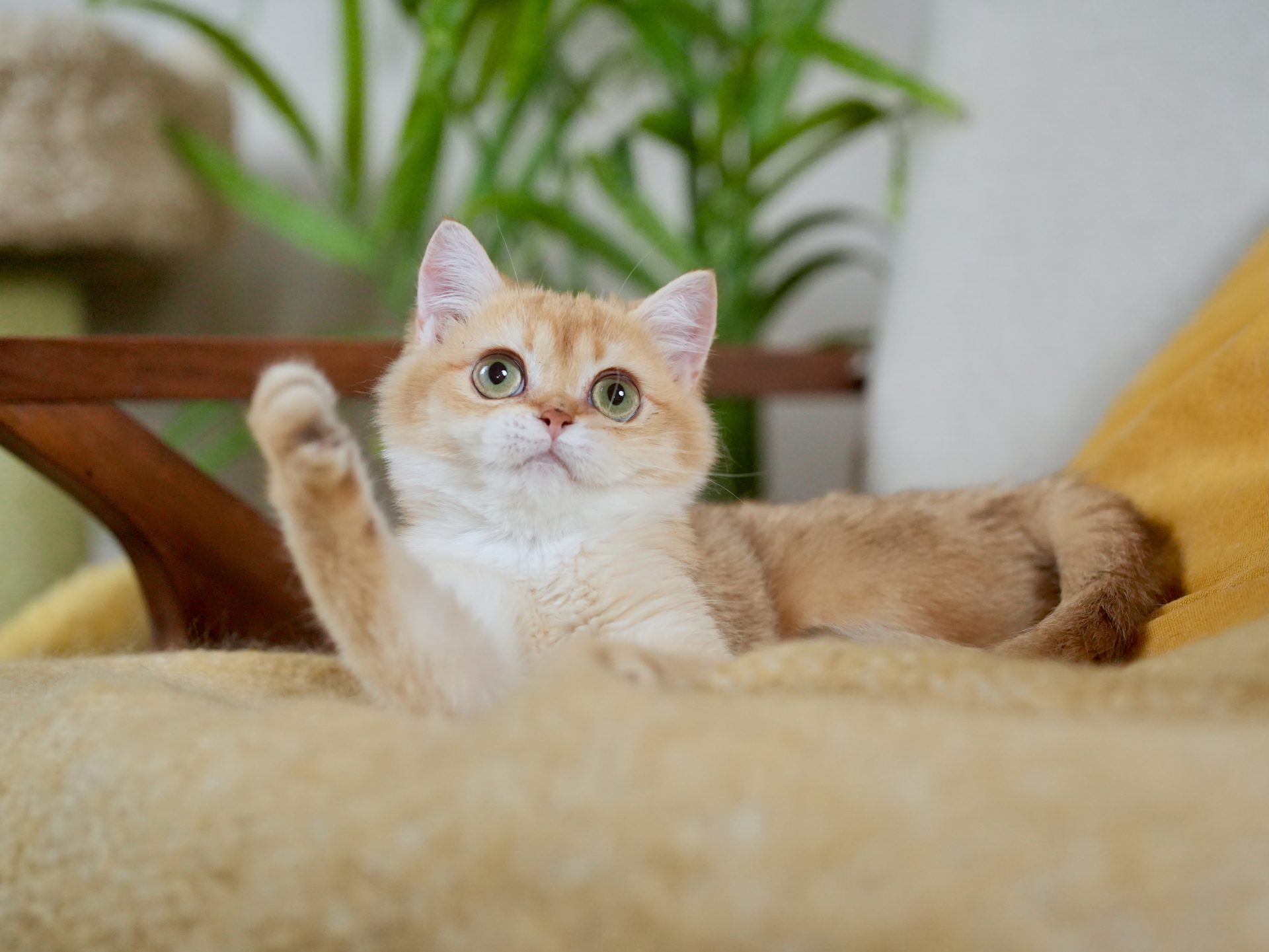 golden british shorthair