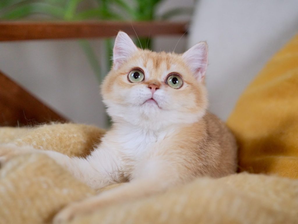 Latte, a british shorthair for sale who is sitting on a sofa. She is very gorgeous.