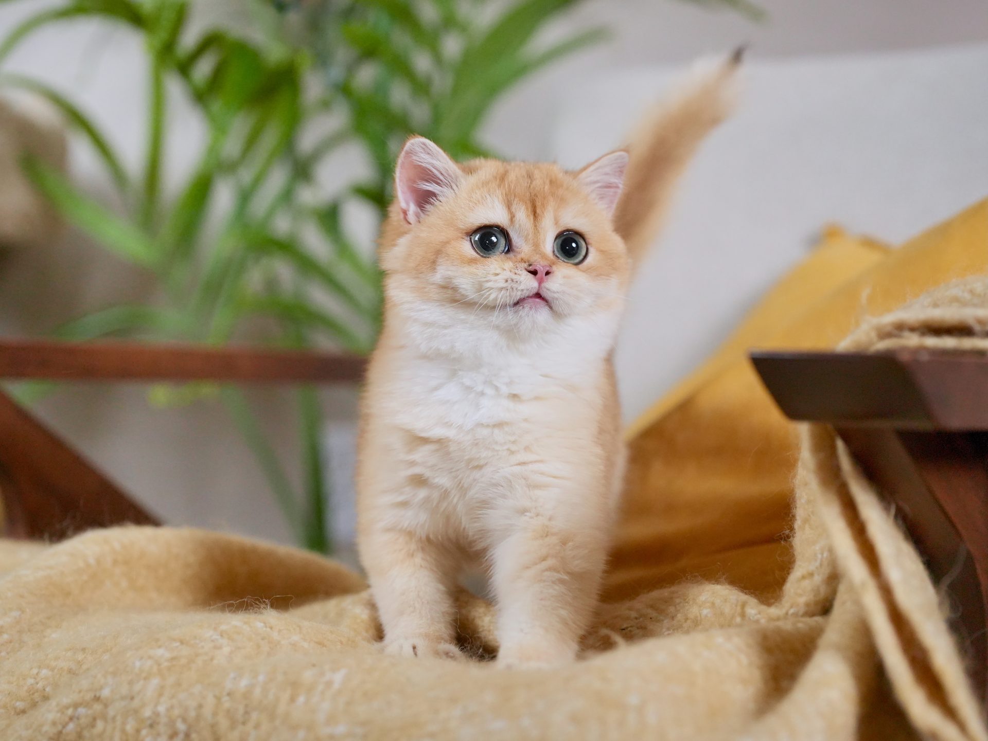 Adorable British Shorthair Golden Fur of Goldie - British Shorthair for sale & British Longhair Kittens for sale