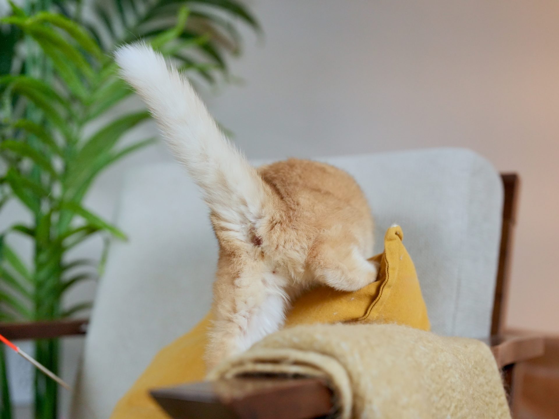 Adorable British Shorthair Golden Fur of Goldie - British Shorthair for sale & British Longhair Kittens for sale