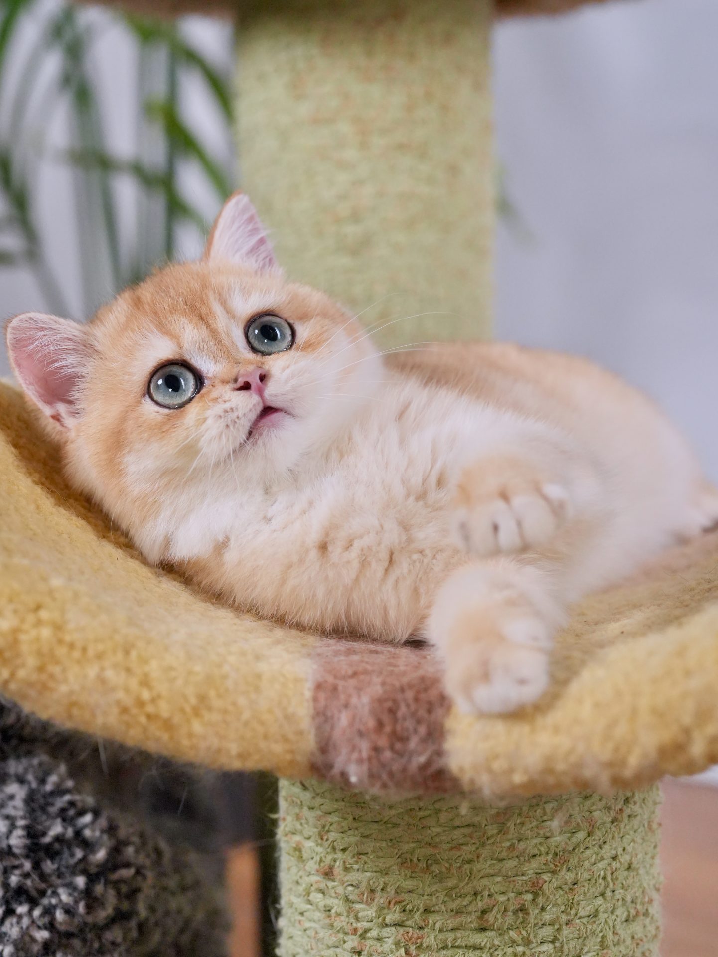 Adorable British Shorthair Golden Fur of Goldie - British Shorthair for sale & British Longhair Kittens for sale