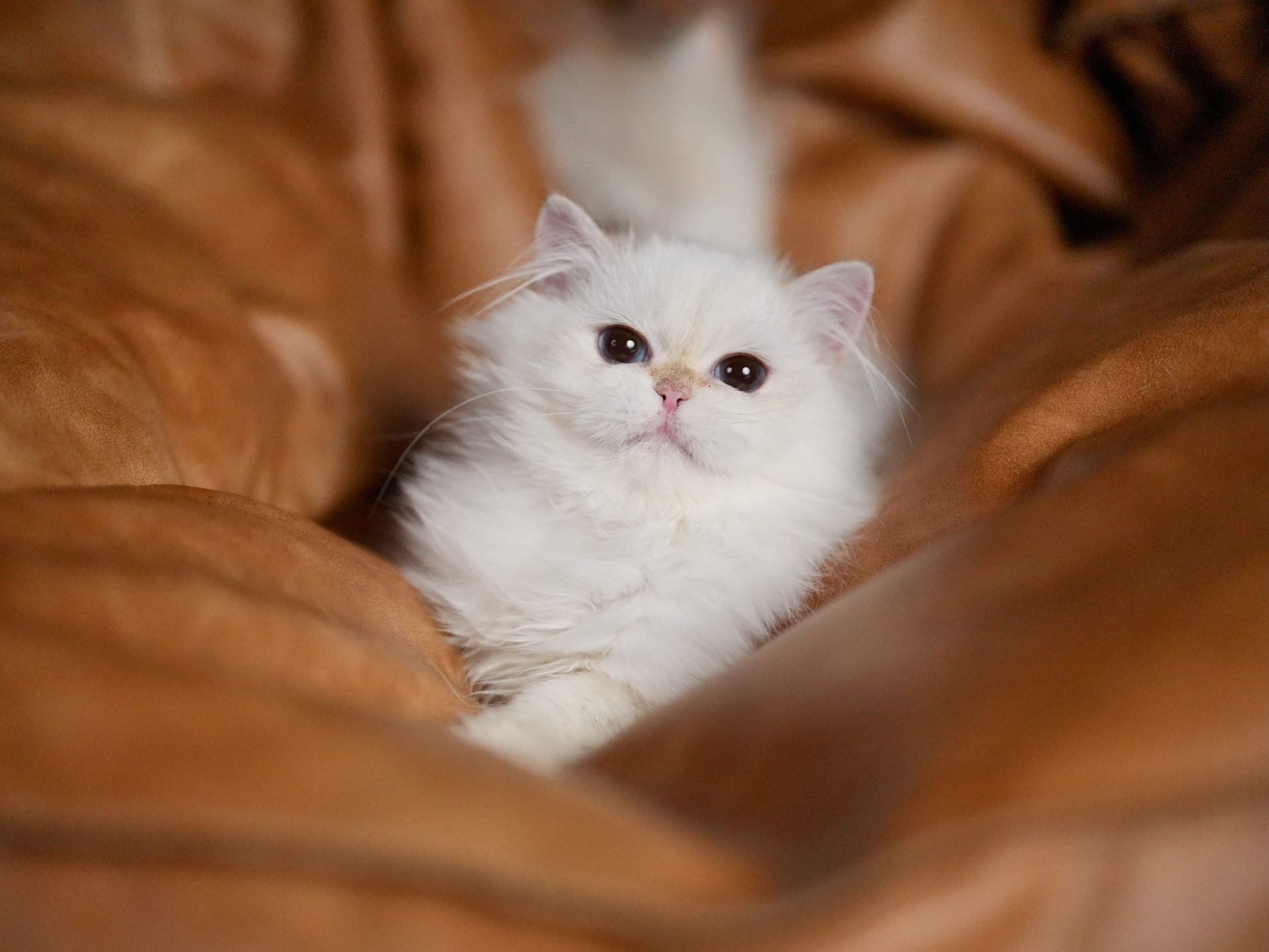 Doll face British longhair cat