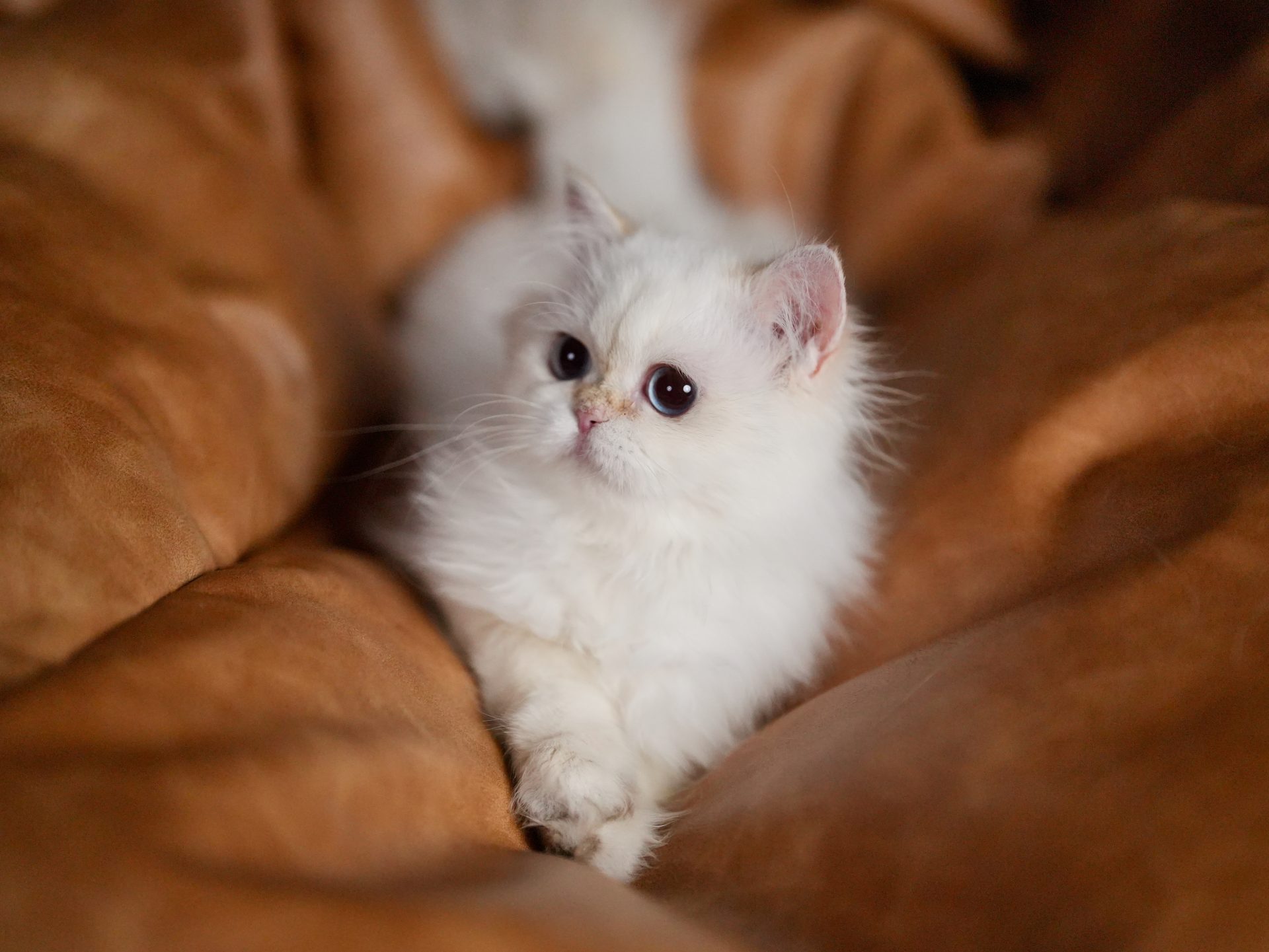 British longhair cat is lying on the sofa