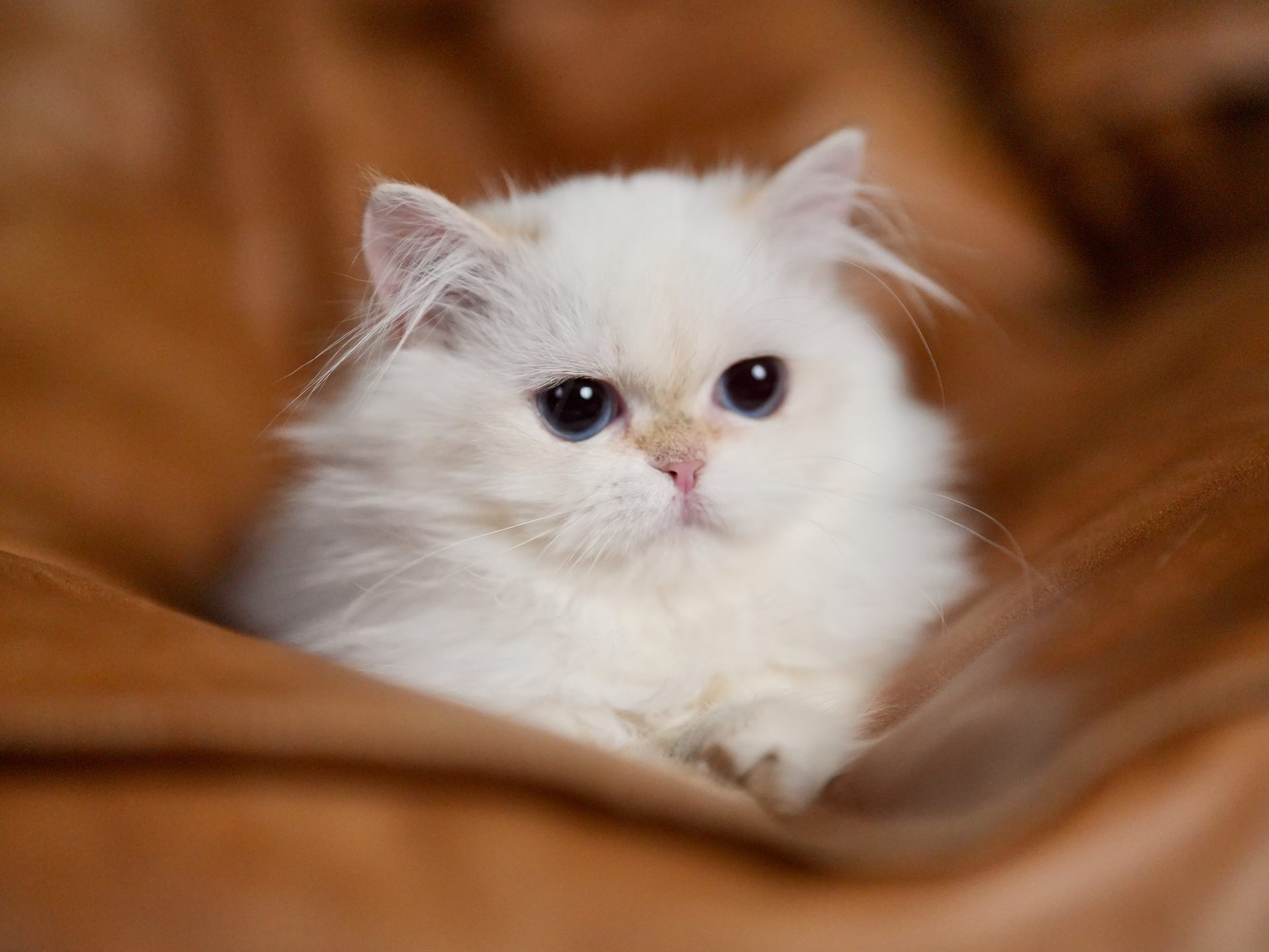 Golden British longhair is looking at you