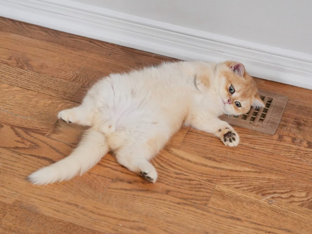 golden british shorthair goldie is lying on floor enjoy a good time