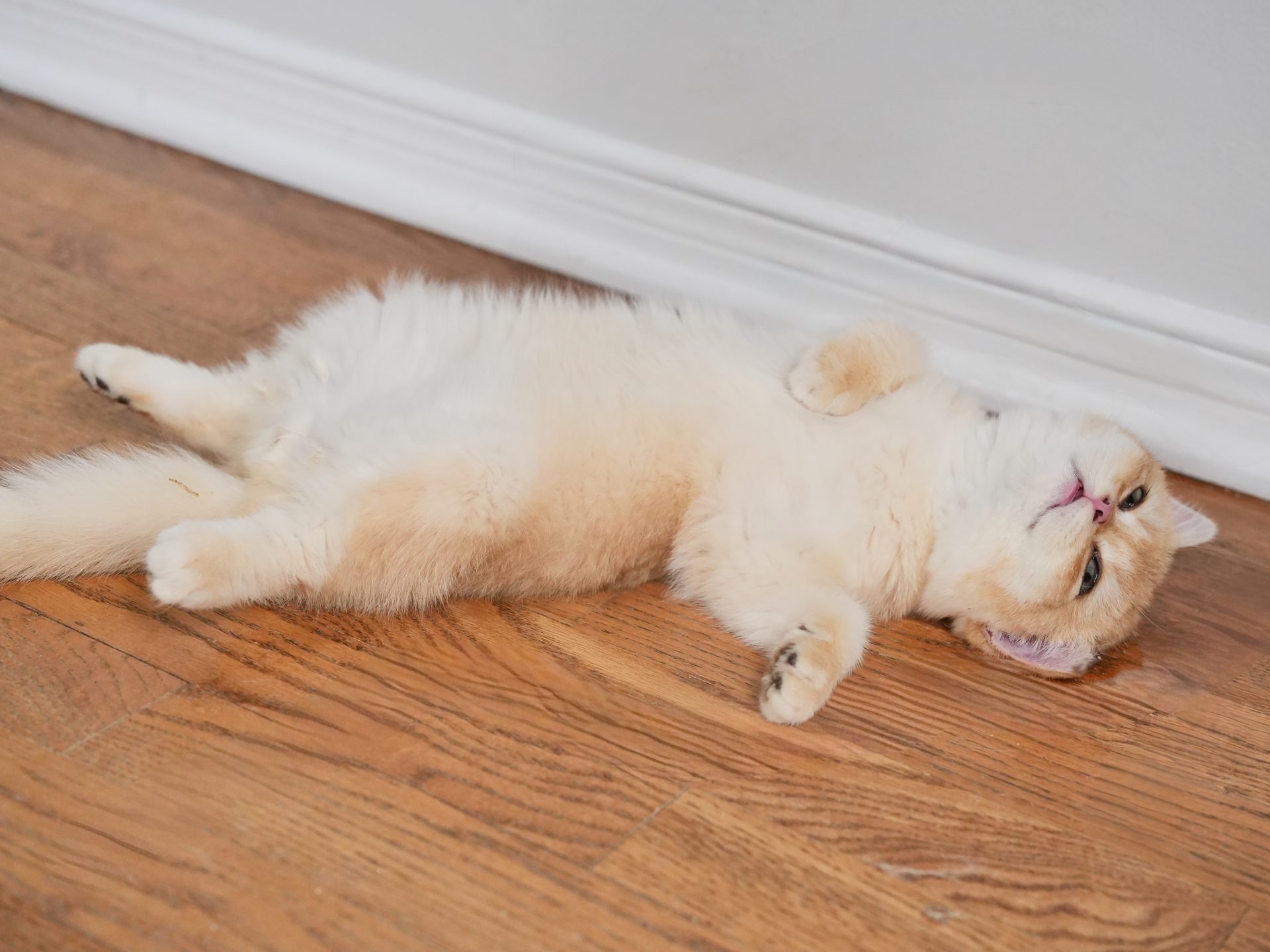 Adorable British Shorthair Golden Fur of Goldie - British Shorthair for sale & British Longhair Kittens for sale