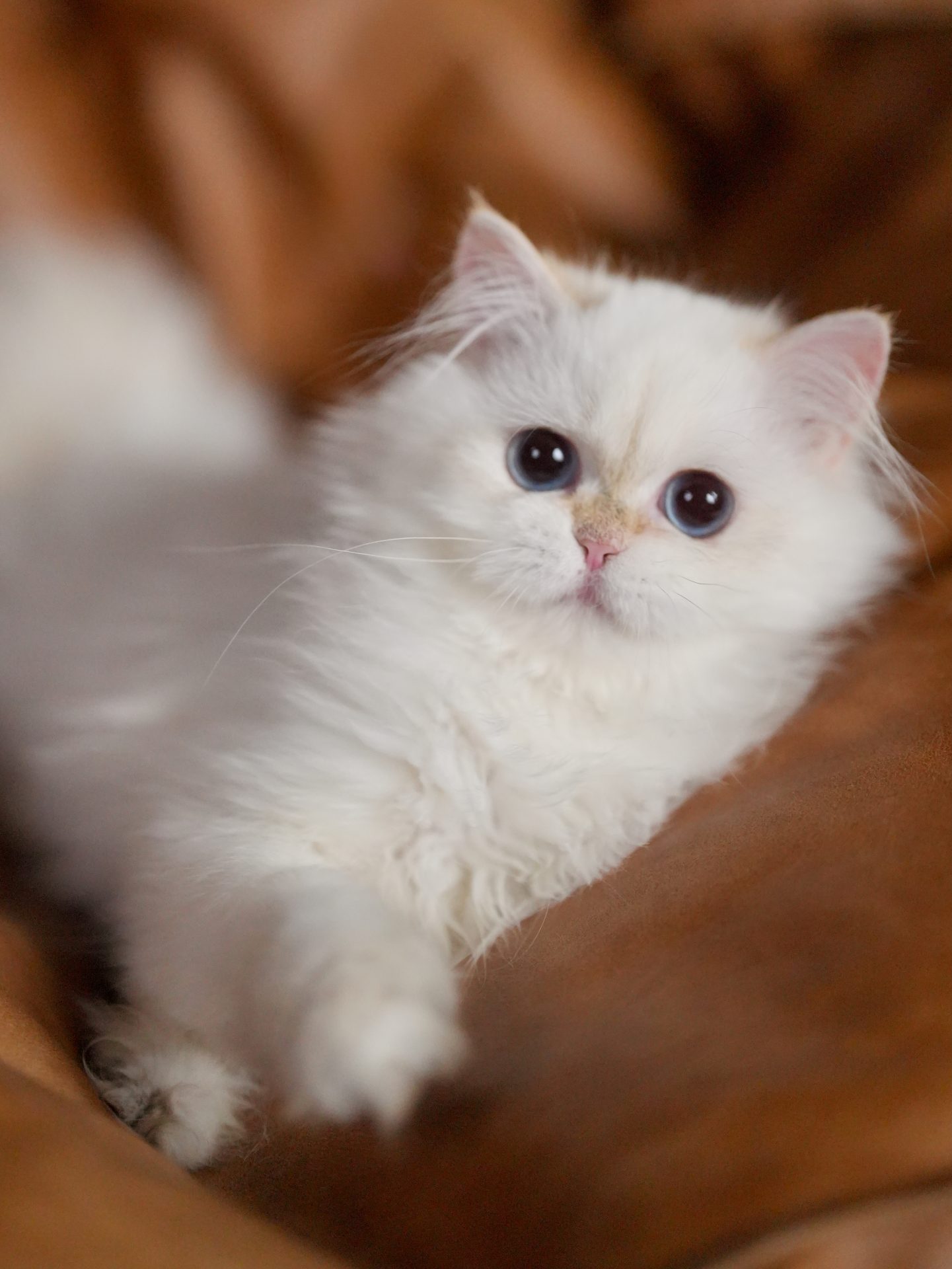 British longhai kitten waiting for you