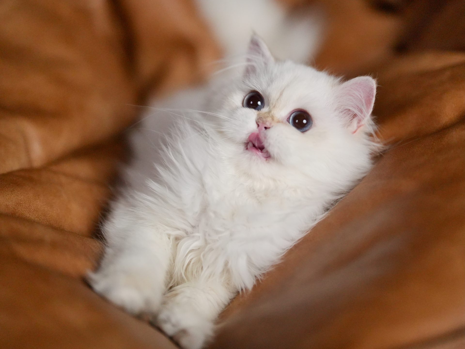 Golden point shaded british longhair kitten licking his lips.