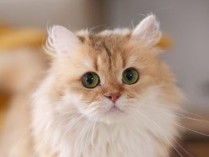 Golden British Longhair