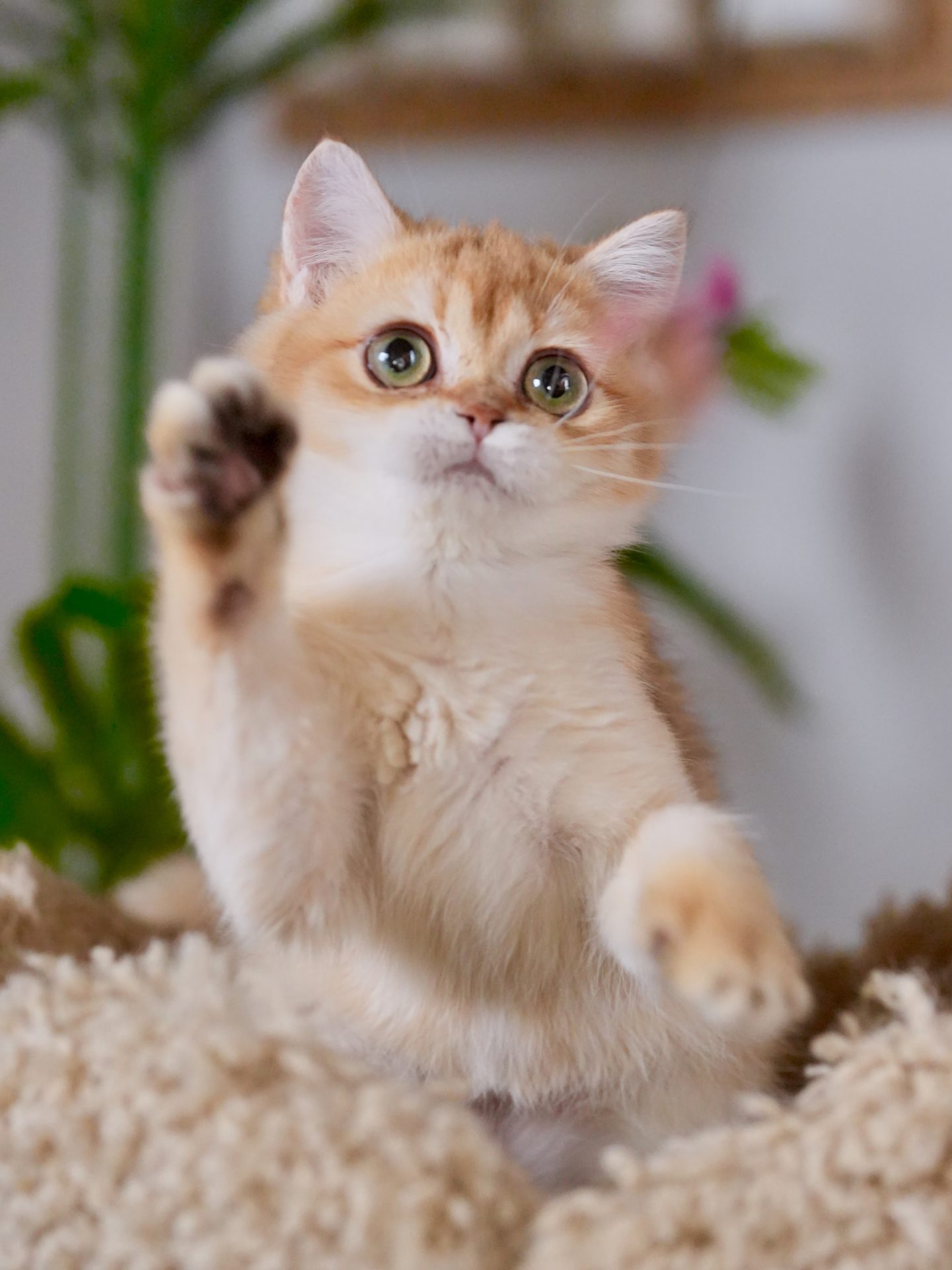 golden british shorthair