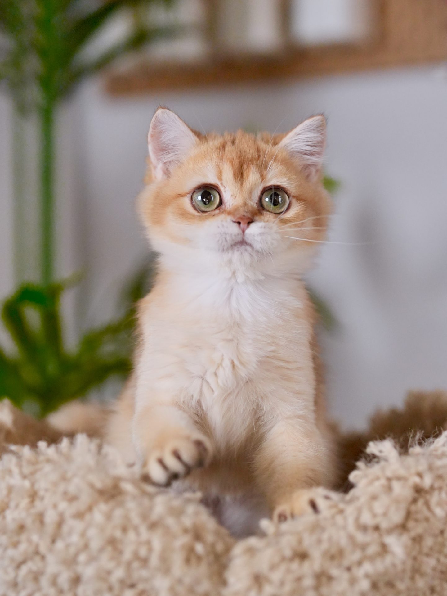 golden british shorthair