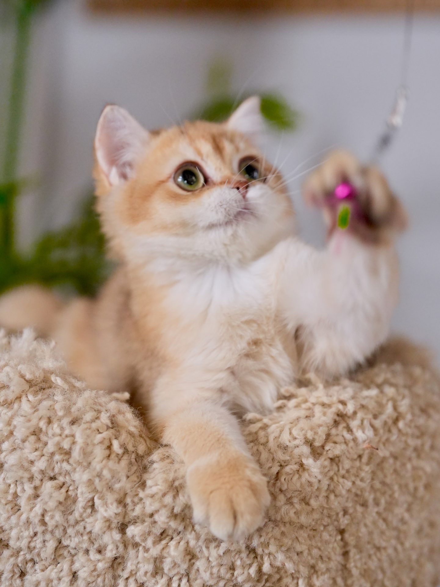 golden british shorthair