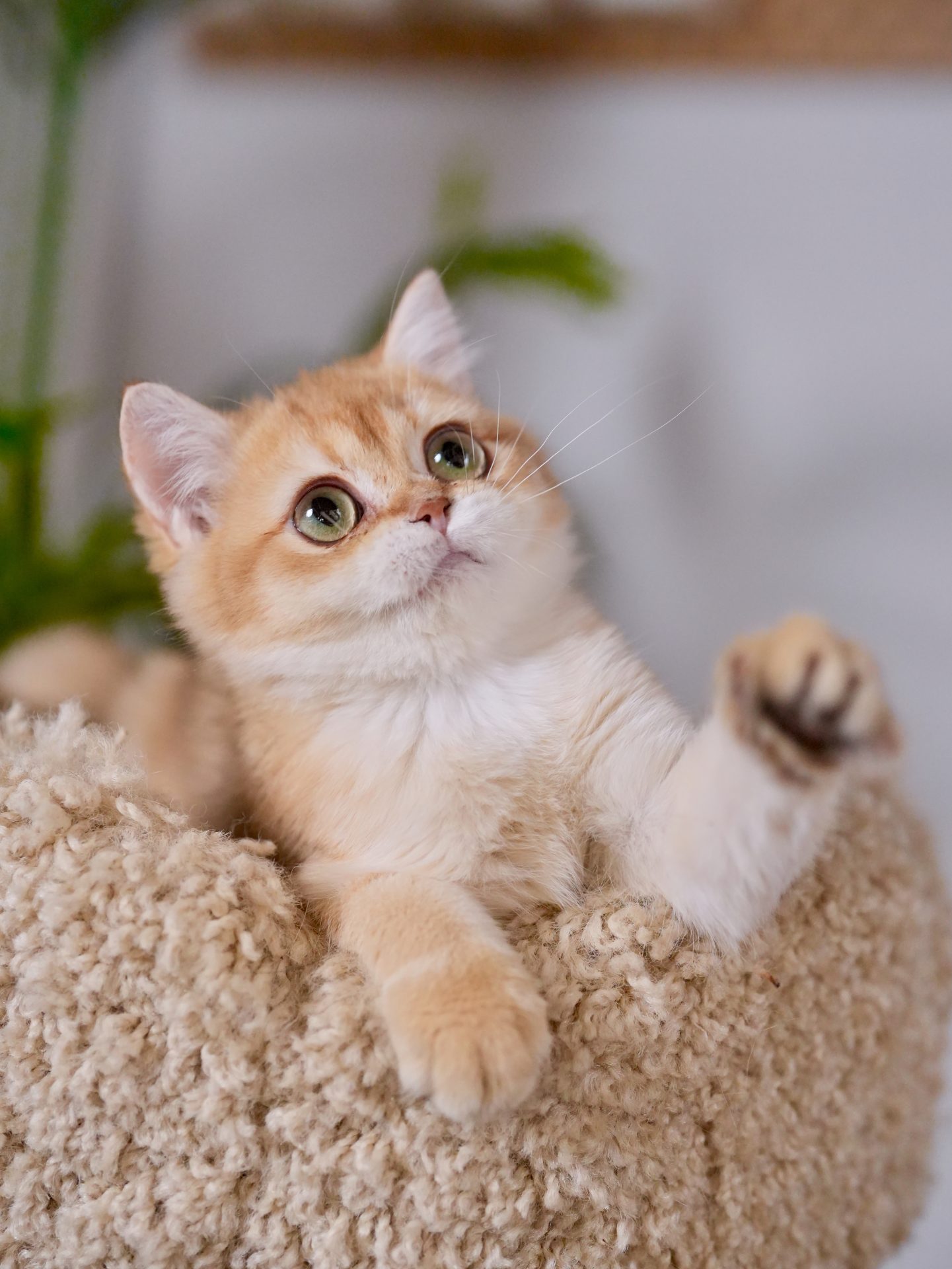 golden british shorthair
