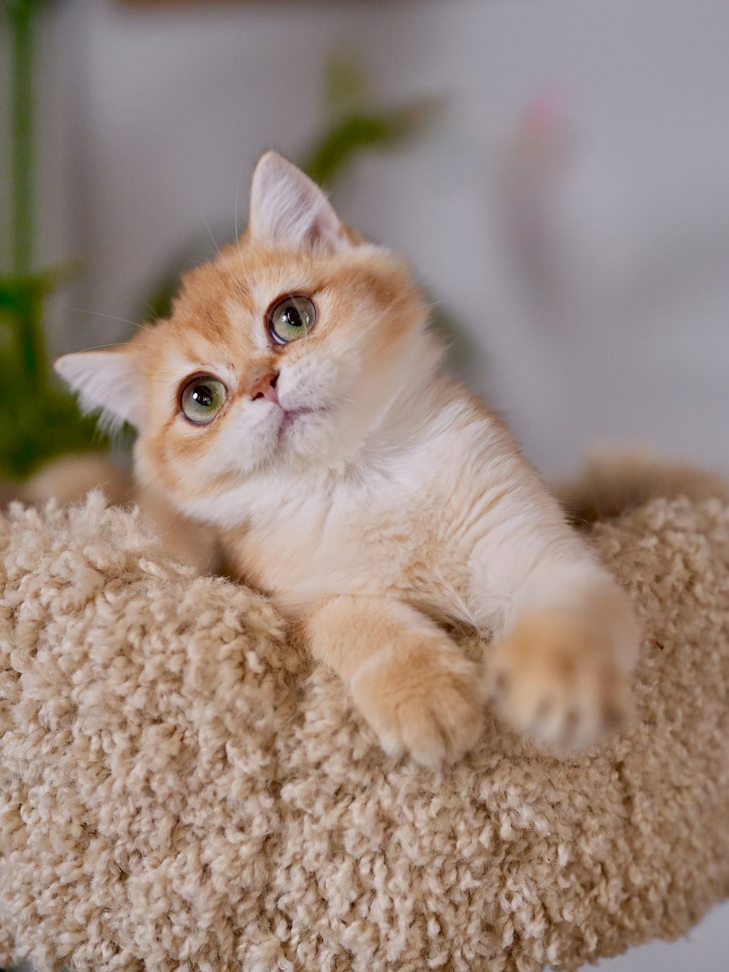 golden british shorthair