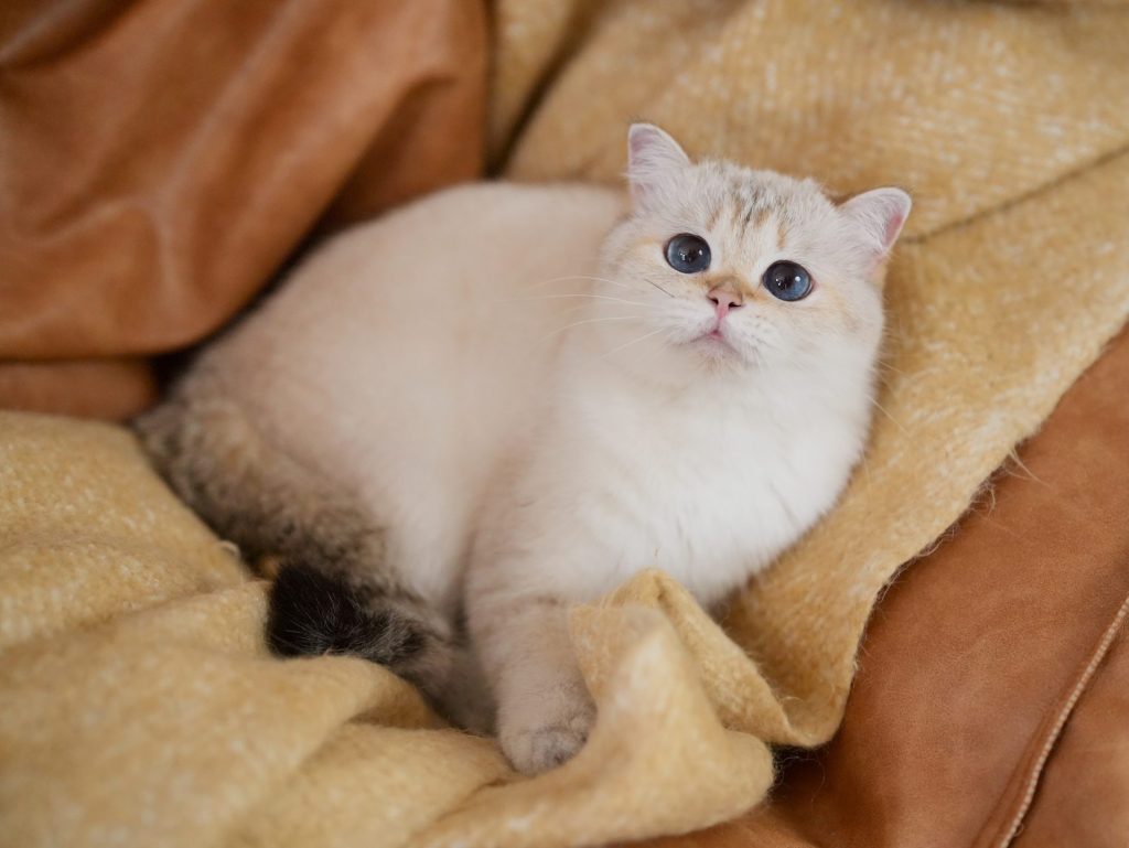 the beautiful golden shaded british shorthair cat luna is lying on a yellow blanket with her blue eyes