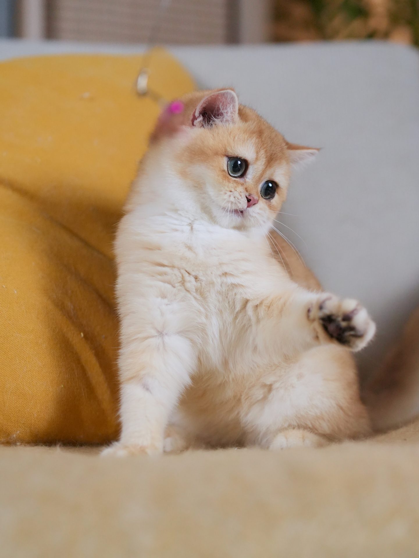 Adorable British Shorthair Golden Fur of Goldie - British Shorthair for sale & British Longhair Kittens for sale