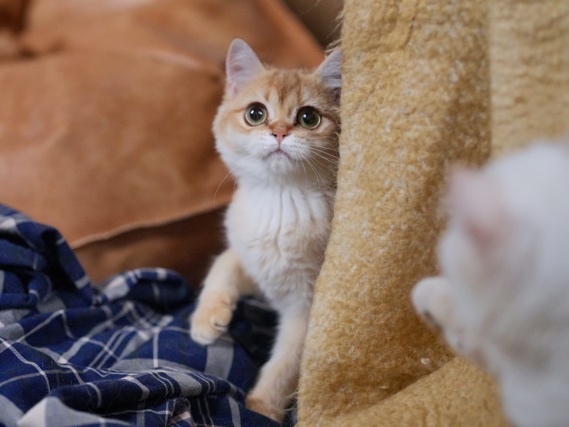 British Shorthair for Sale