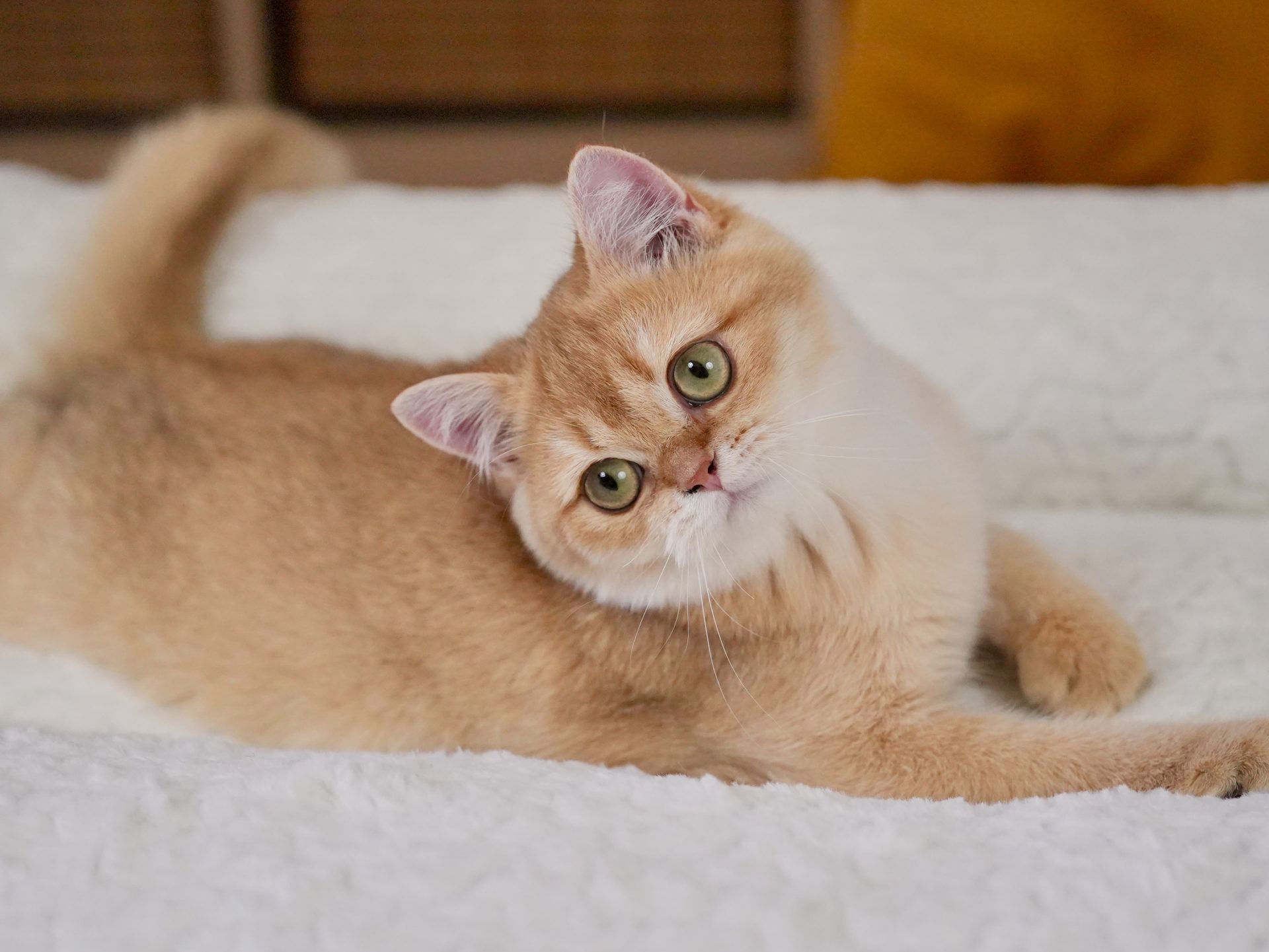 British Shorthair for Sale