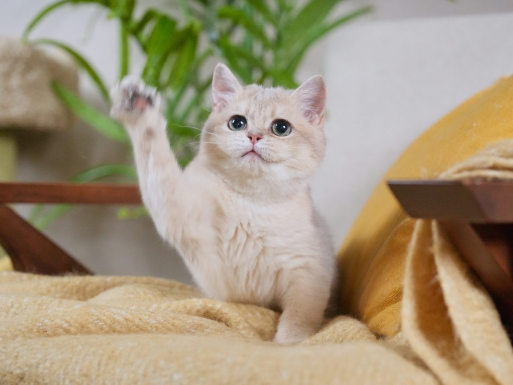 Blue Golden Shaded British Longhair - Moka - British Shorthair for sale & British Longhair Kittens for sale
