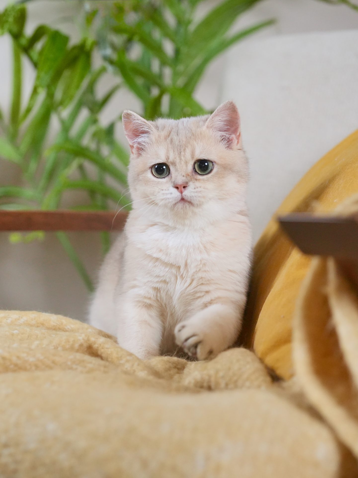 golden british shorthair