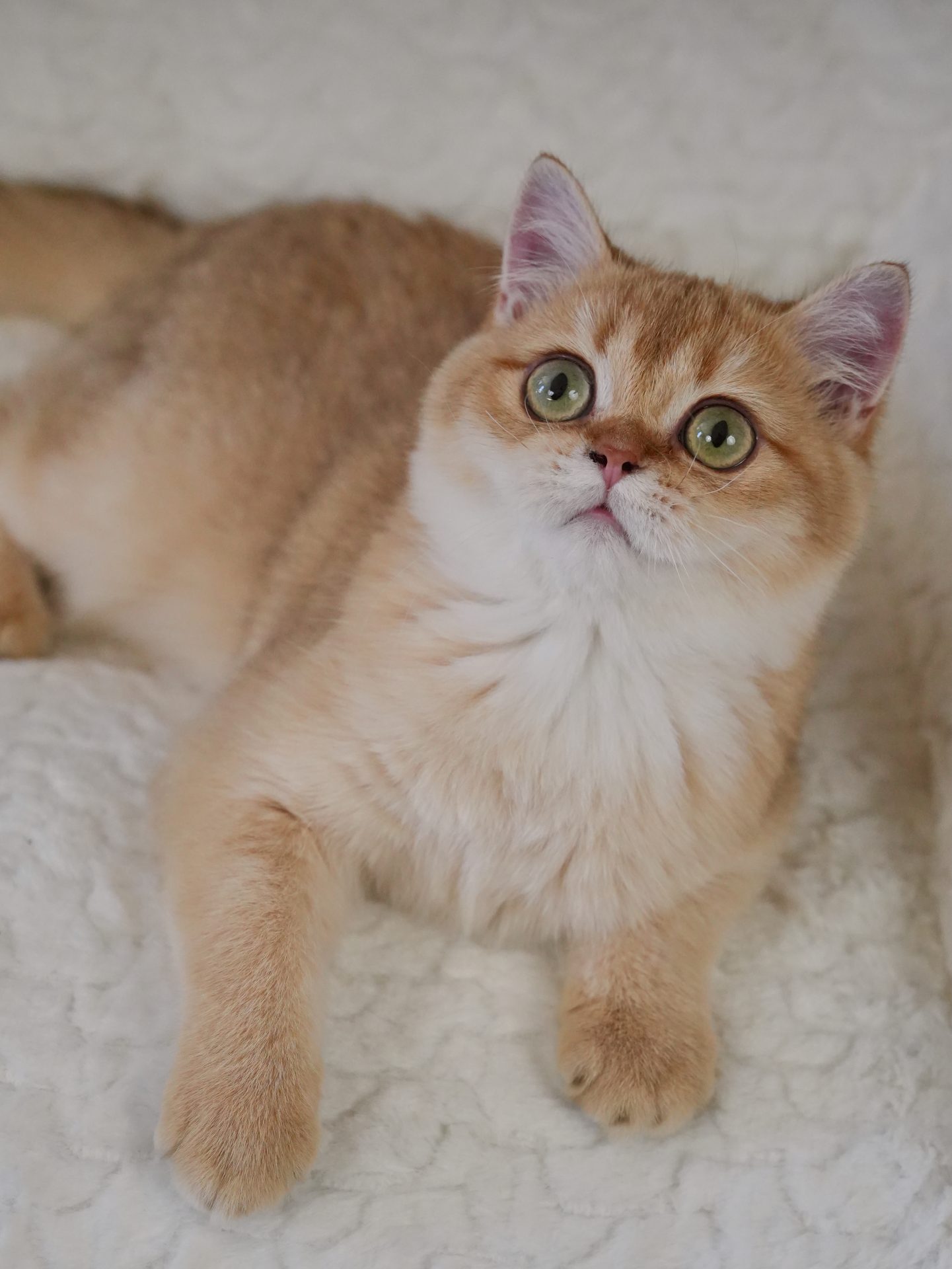 British Shorthair for Sale