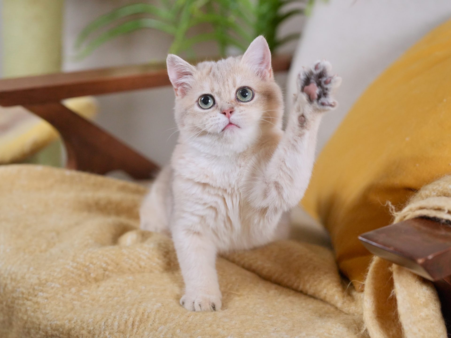 golden british shorthair