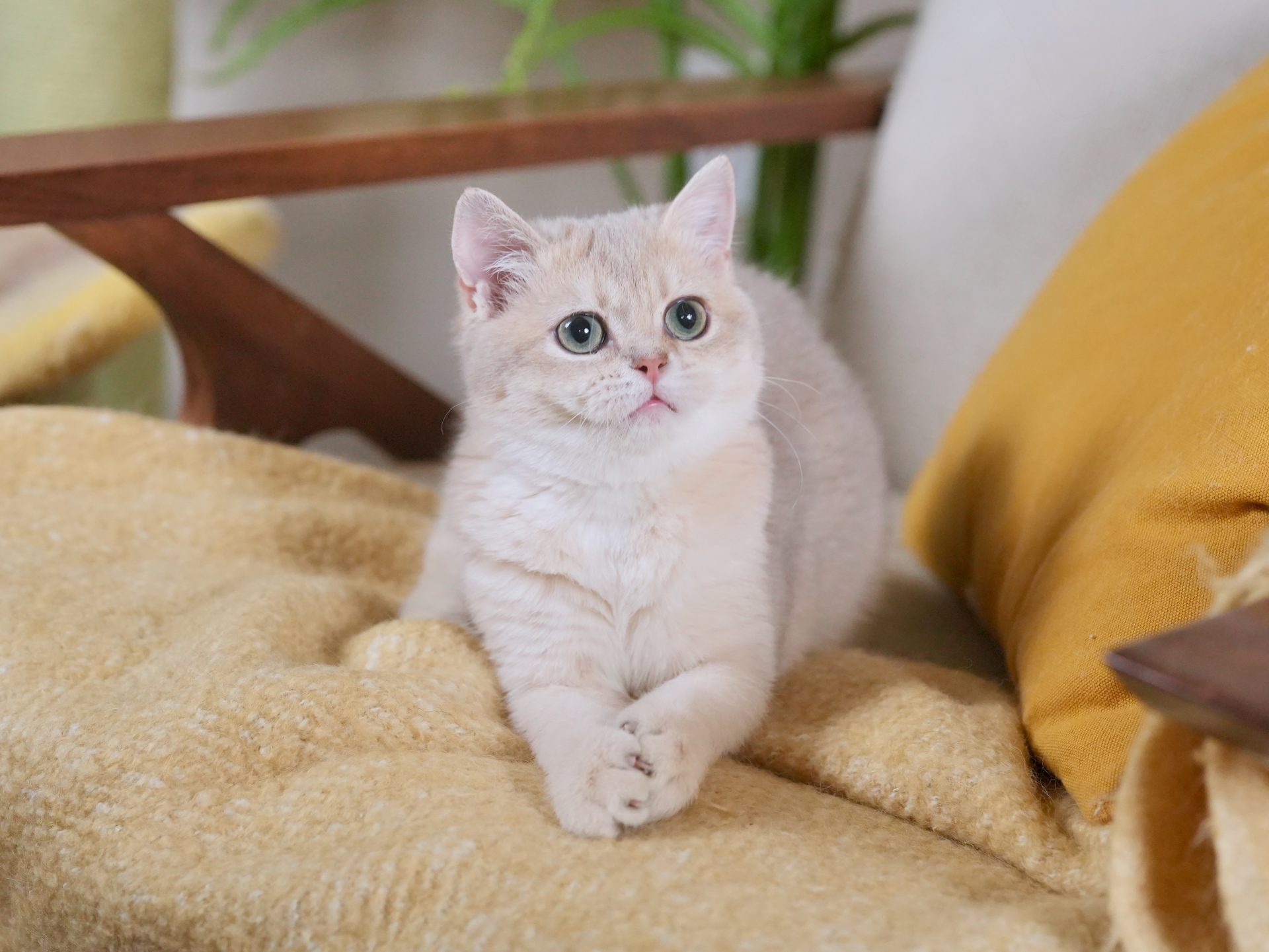golden british shorthair