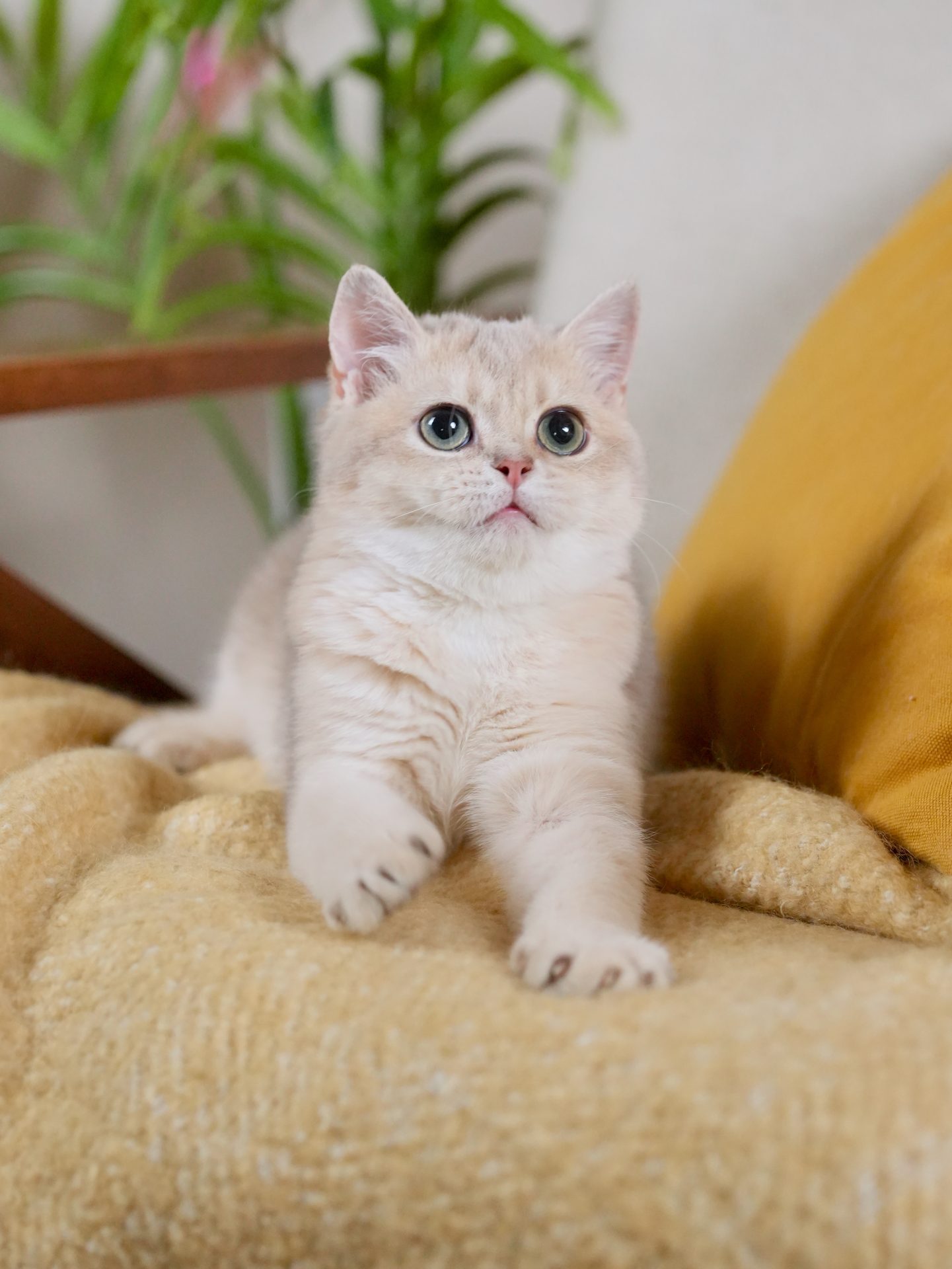 golden british shorthair