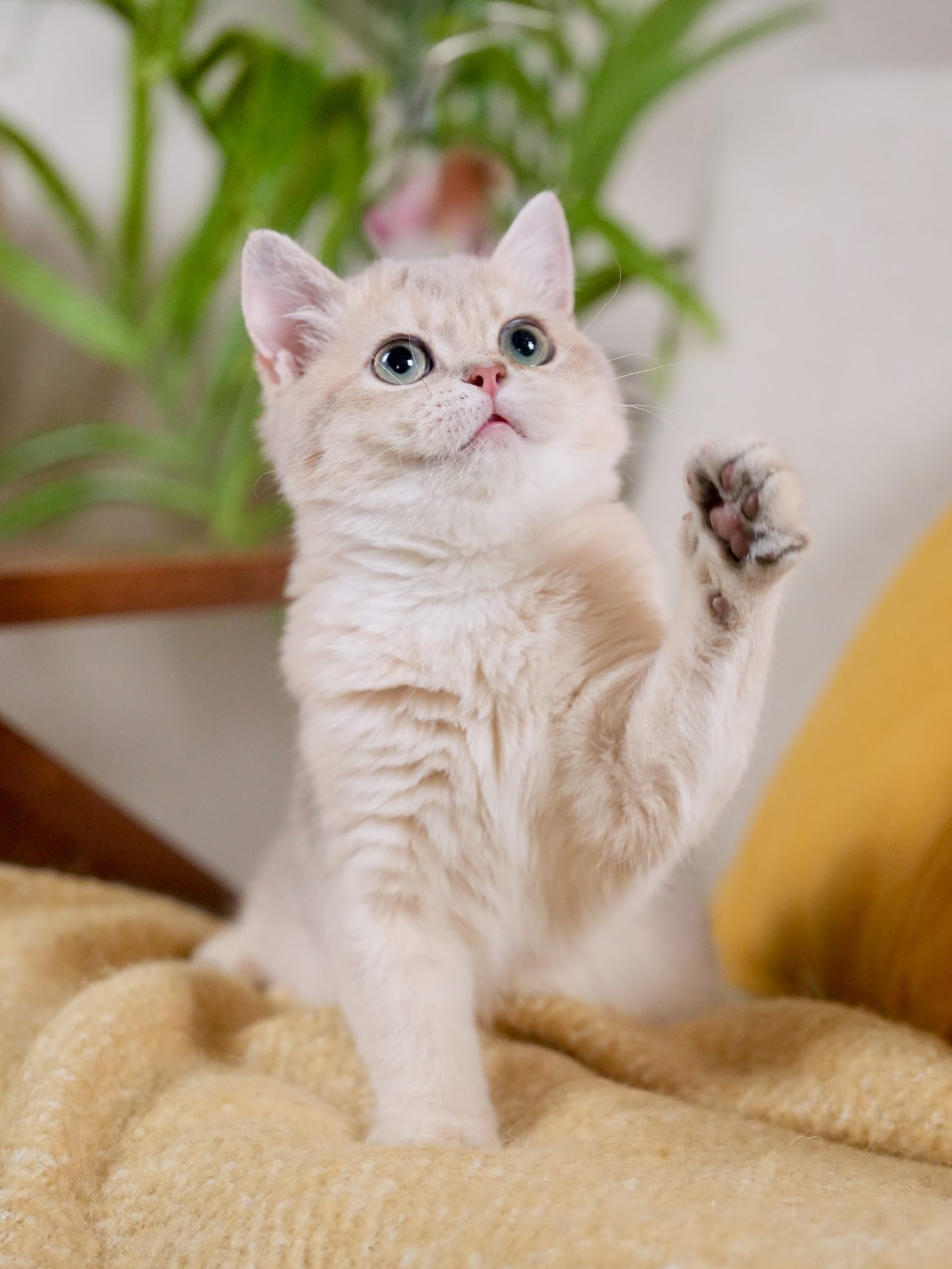 golden british shorthair