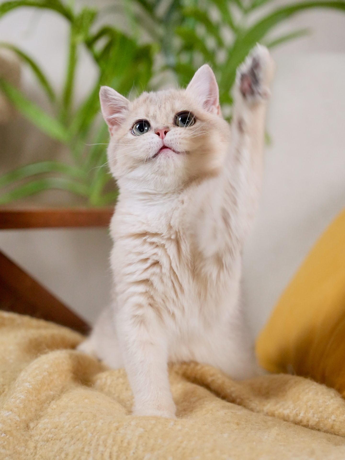 golden british shorthair