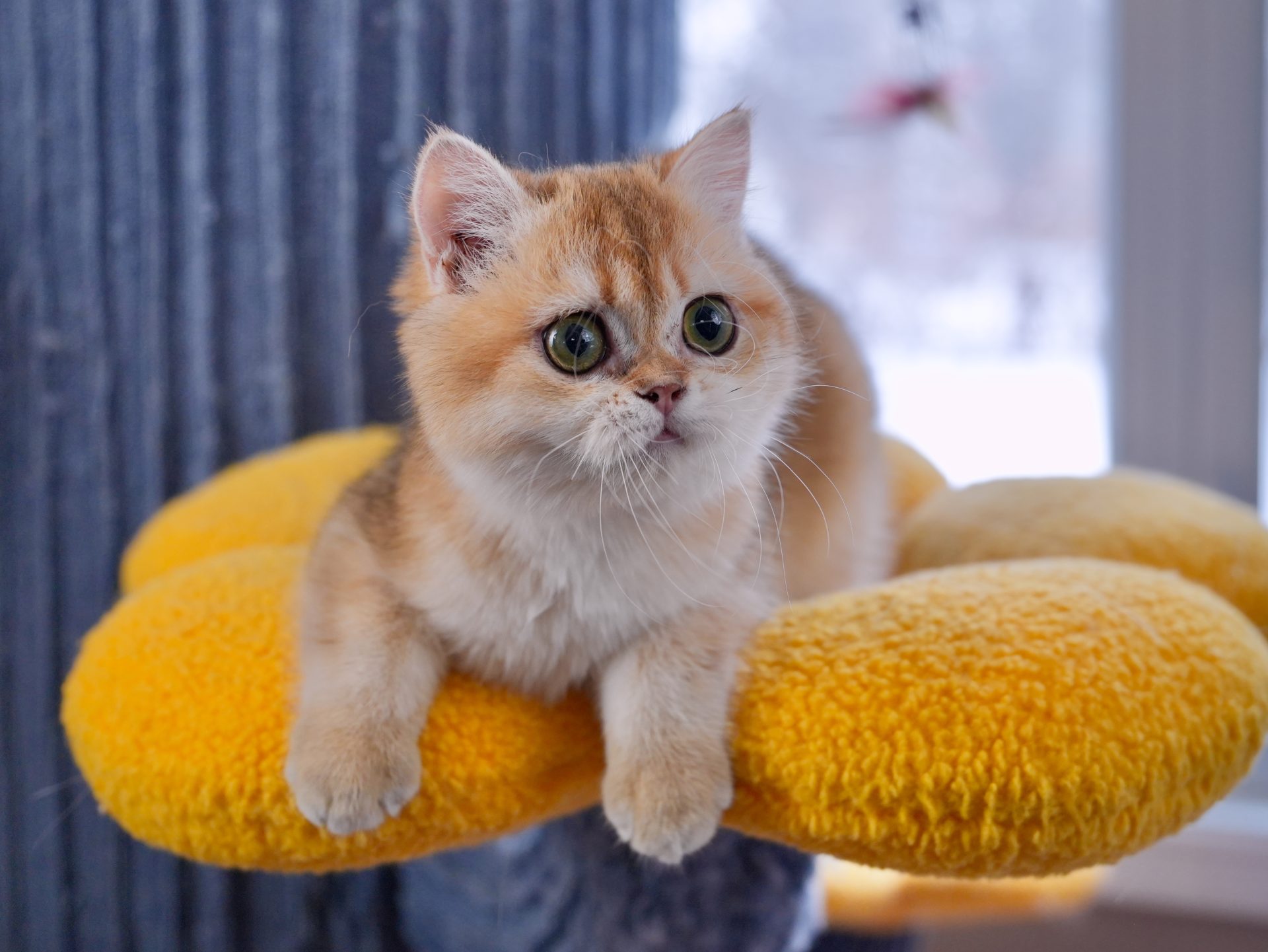 british shorthair ginger cat