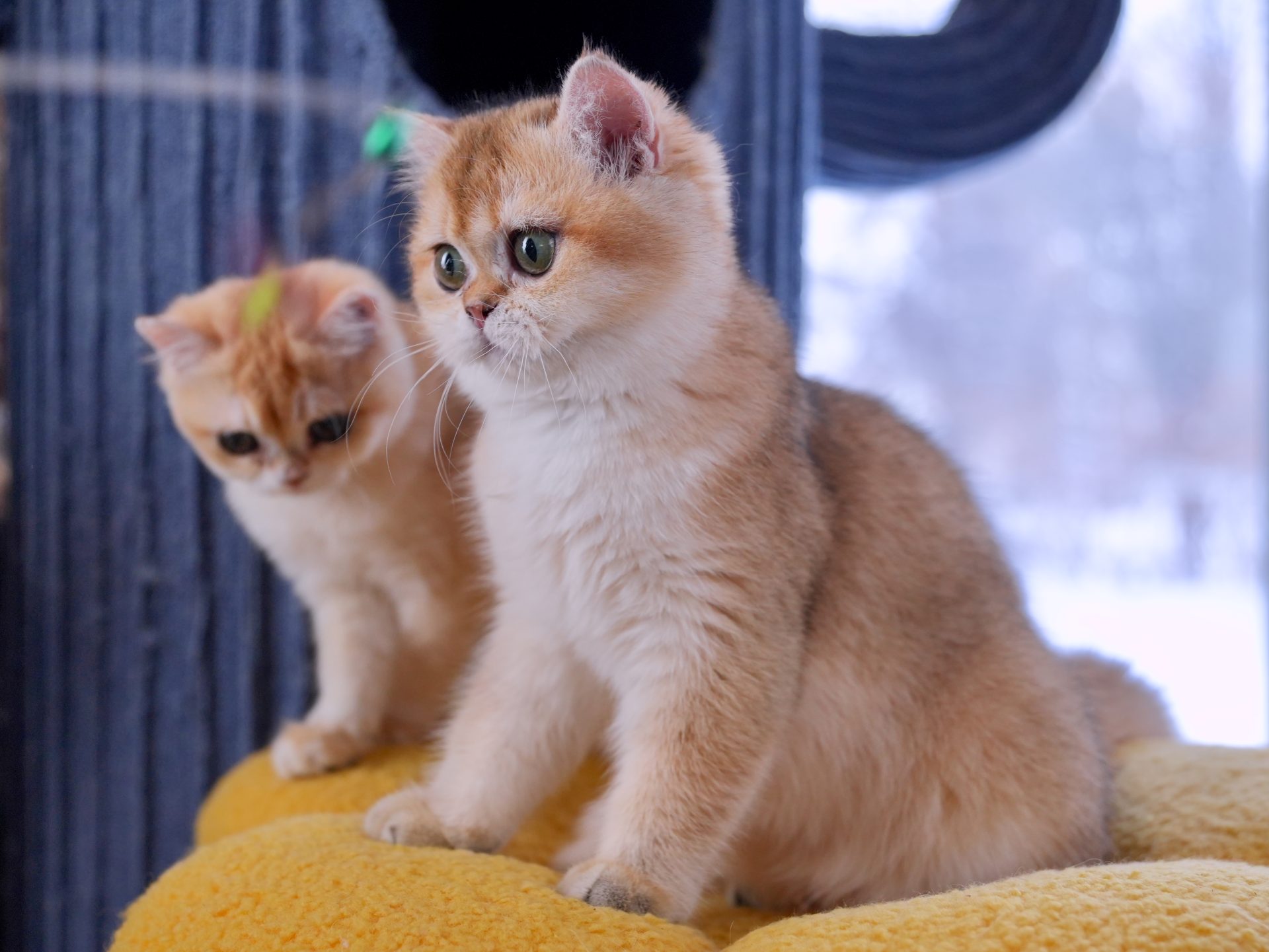 british shorthair ginger cat