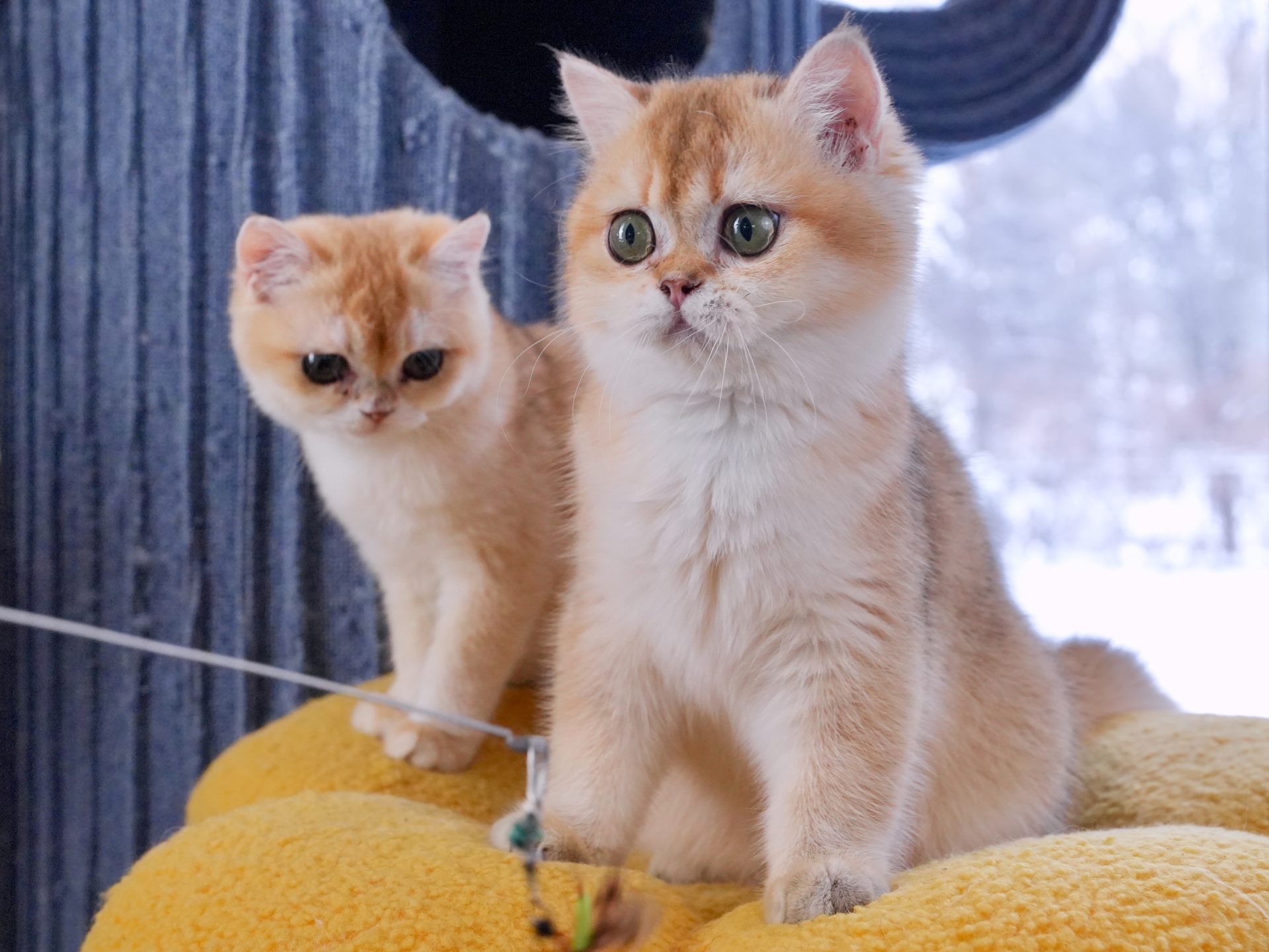 british shorthair ginger cat