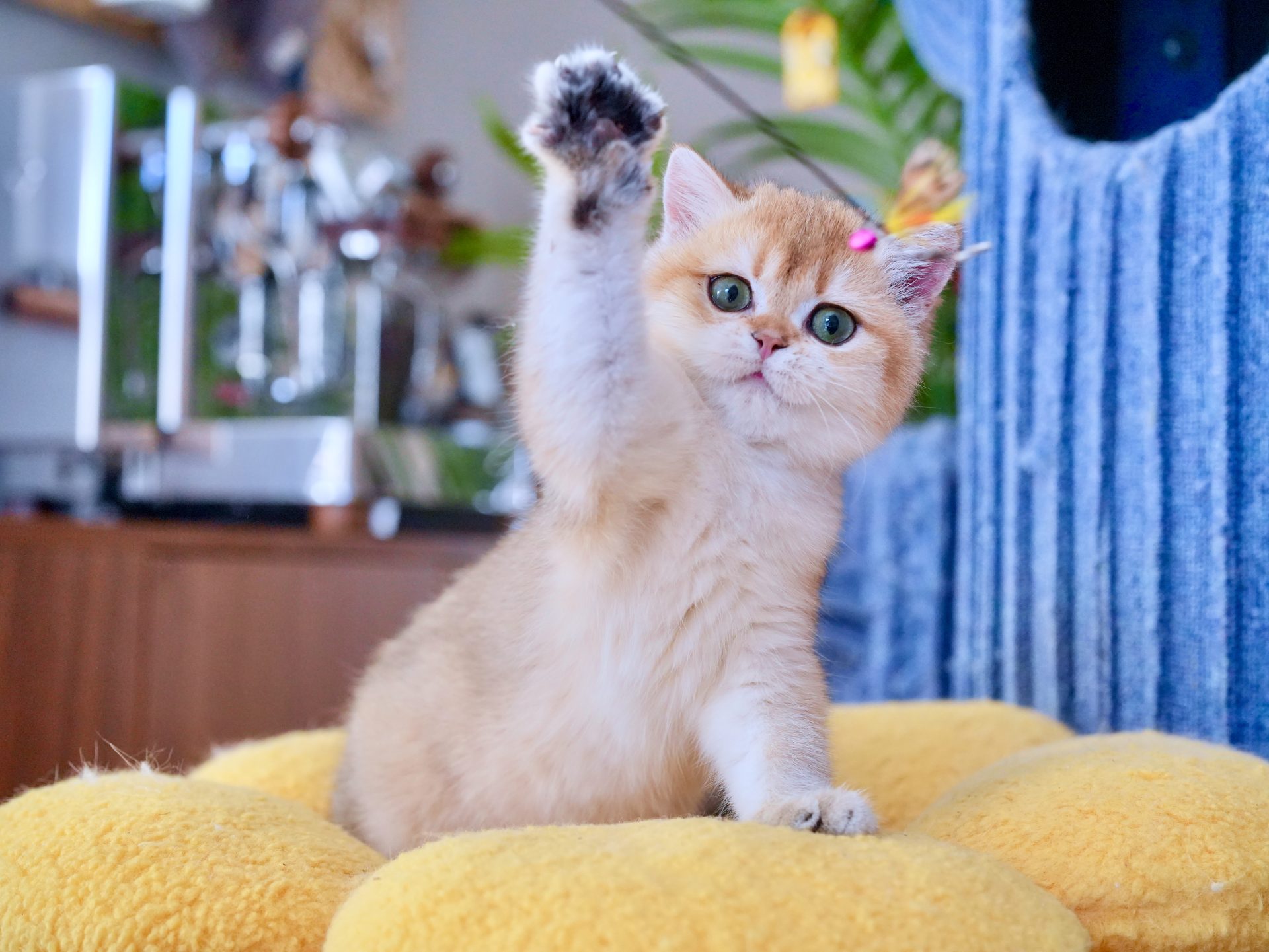 british shorthair ginger cat