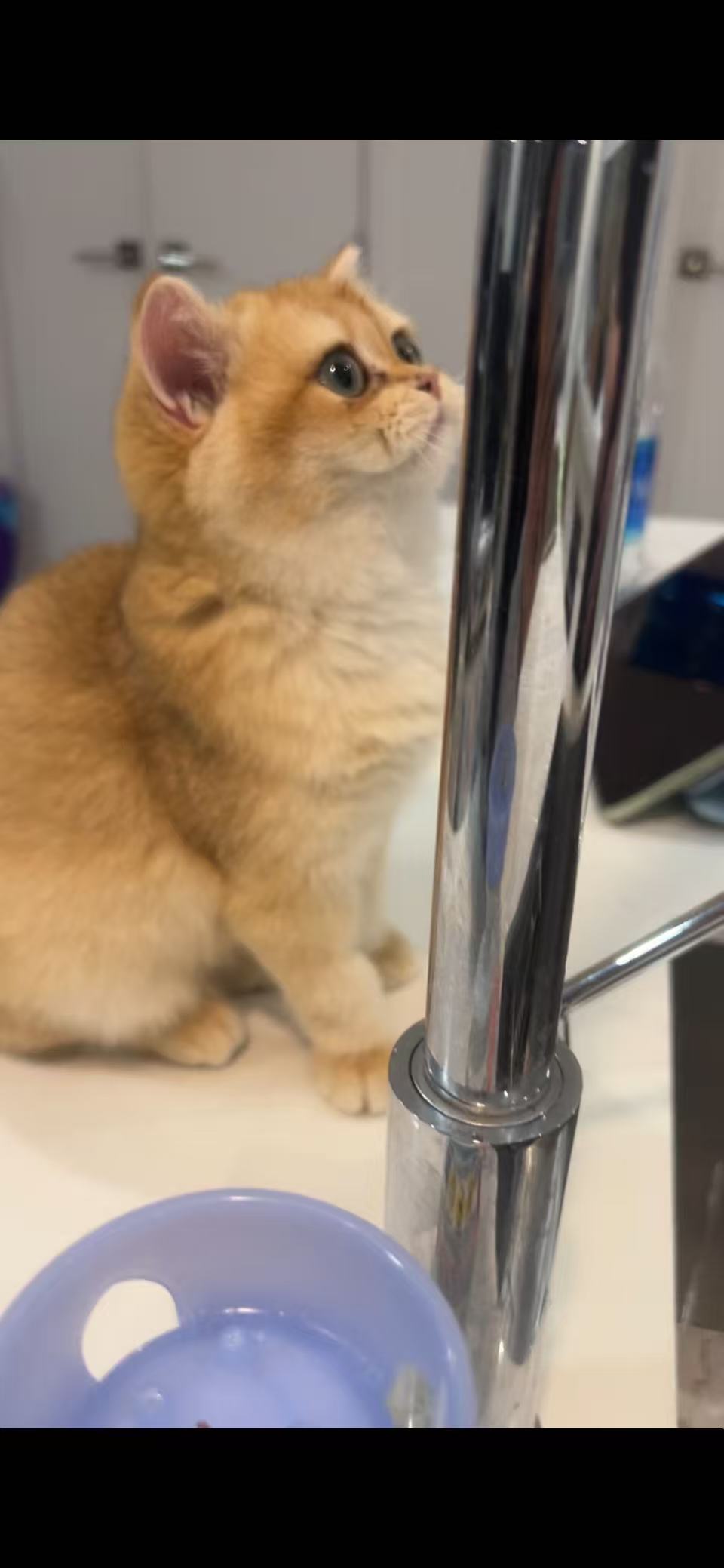 Adorable British Shorthair Golden Fur of Goldie - British Shorthair for sale & British Longhair Kittens for sale