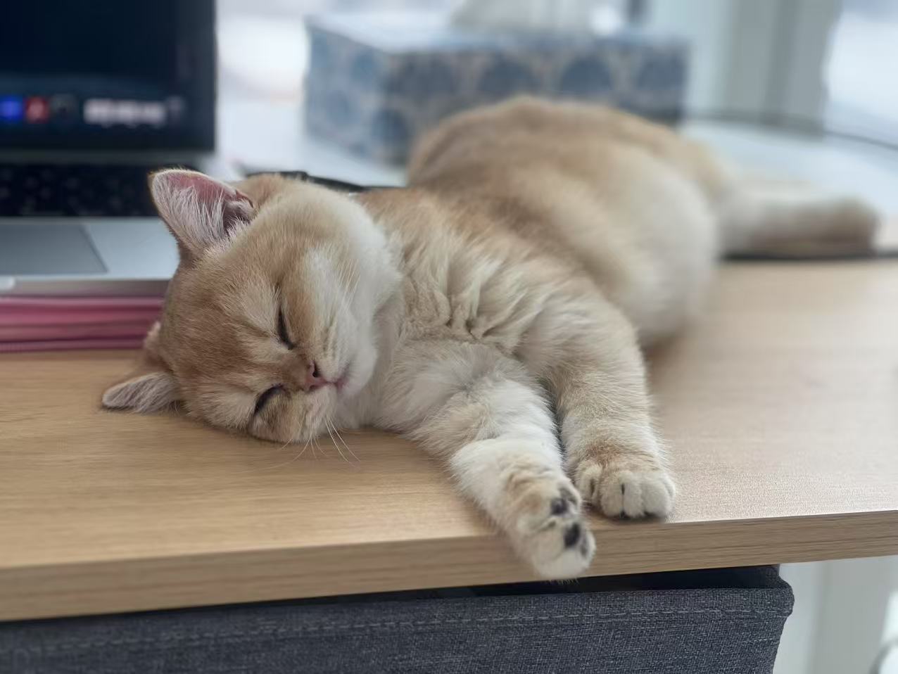 Adorable British Shorthair Golden Fur of Goldie - British Shorthair for sale & British Longhair Kittens for sale