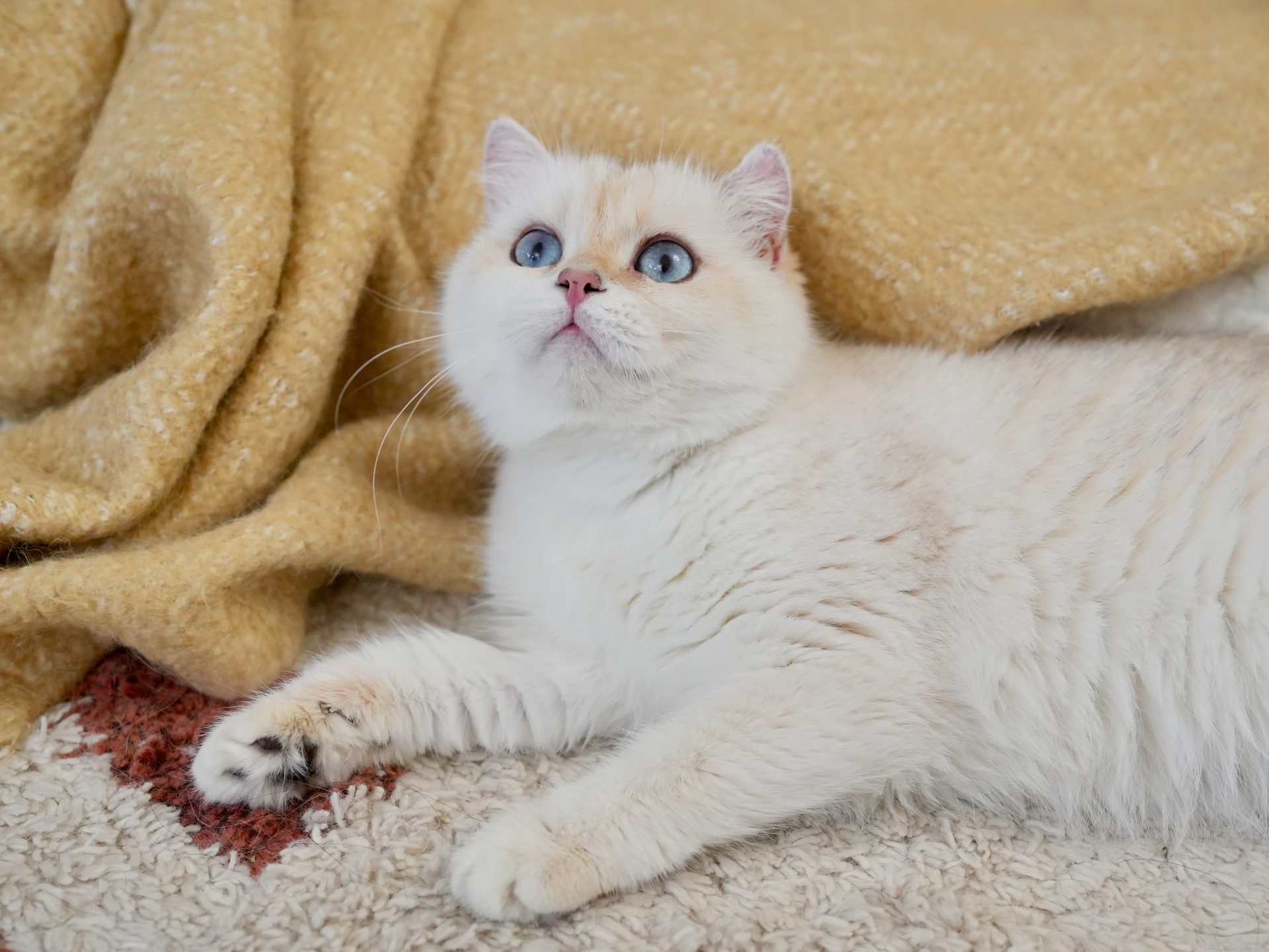 Golden Point Shaded British Shorthair - Anna - British Shorthair for sale & British Longhair Kittens for sale