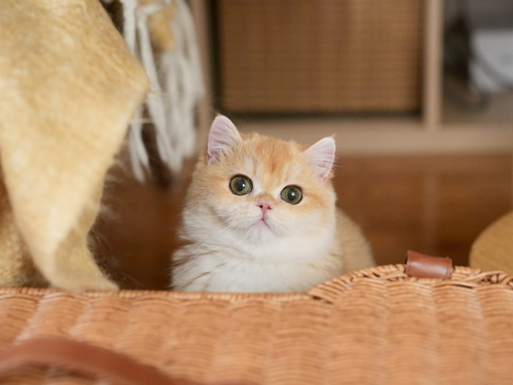 Golden Shaded British Shorthair - Potato - British Shorthair for sale & British Longhair Kittens for sale