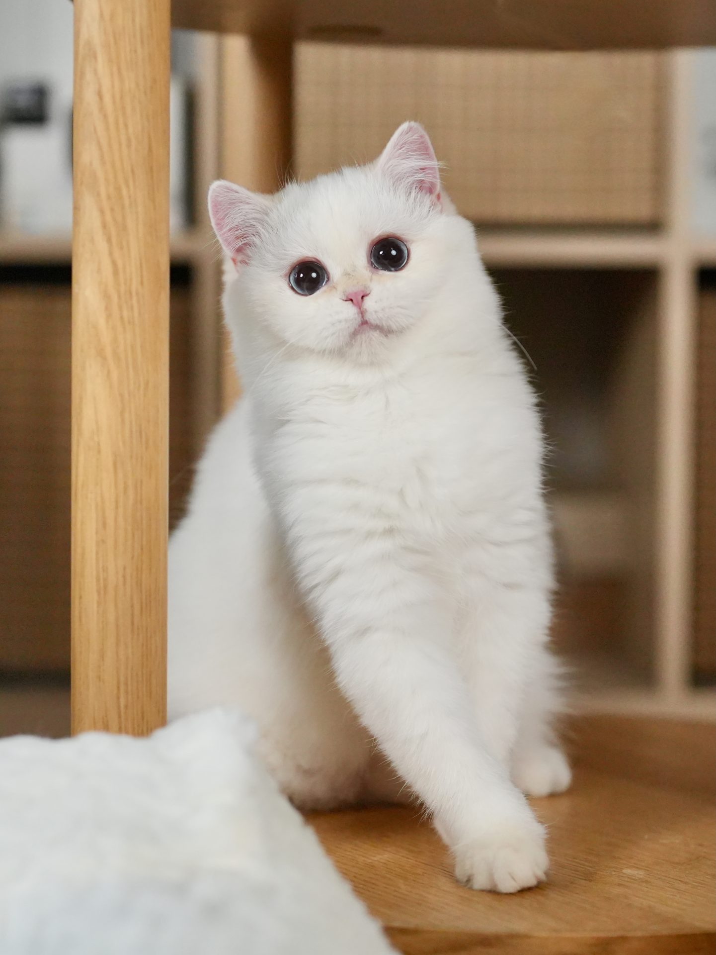The adorable golden point british shorthair kitten for sale, luke is standing on a wooden desk.