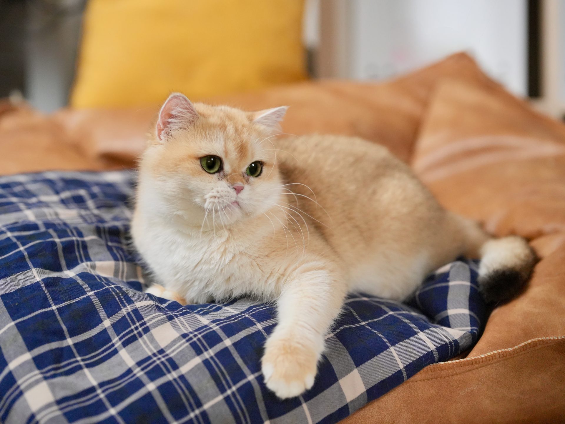 Golden shaded british shorthair for sale, lucky is lying on a blue curtain