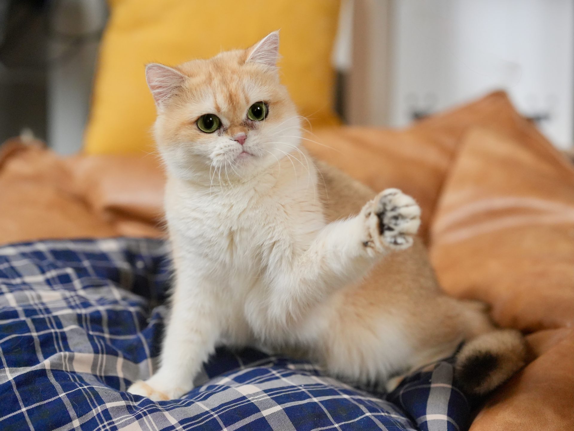 golde shaded british shorthair for sale lucky is playing with a teaser wand actively.