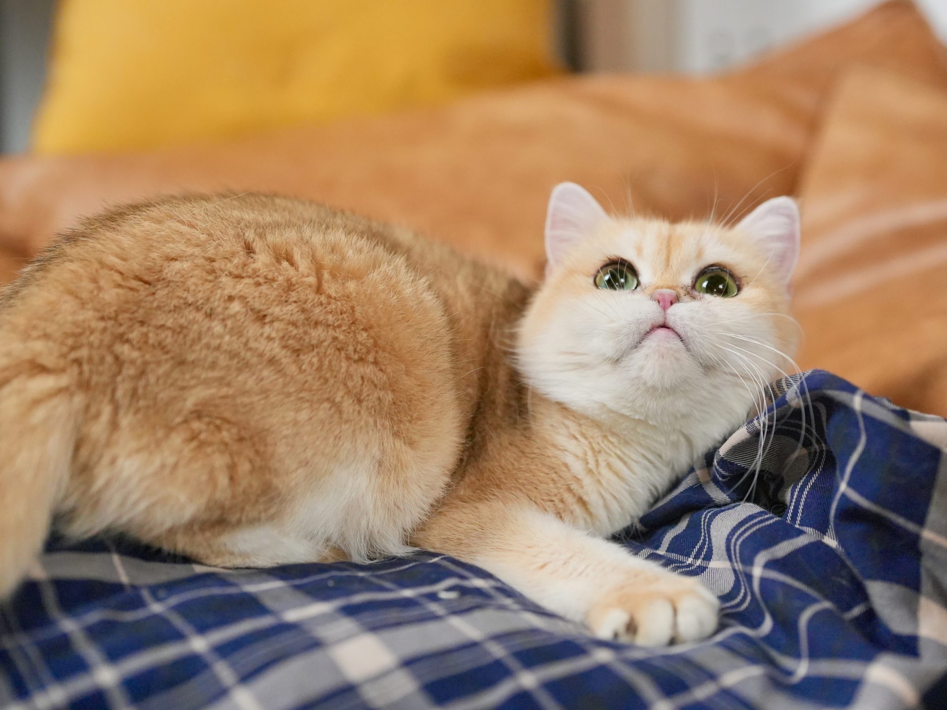 golden british shorthair kittens for sale lucky is hding from the view