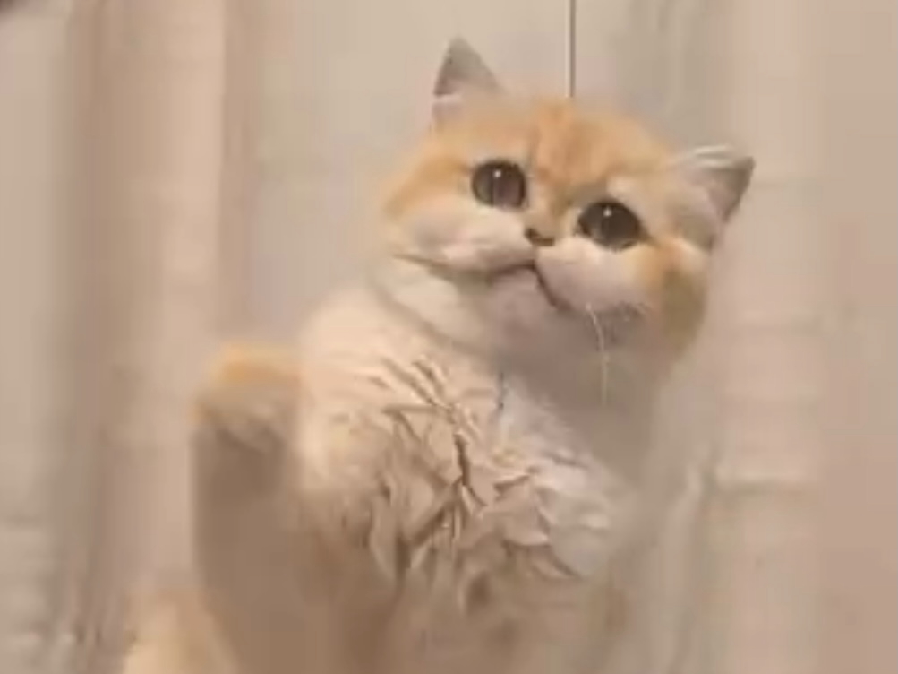 Breeding Plan For Beautiful British Shorthair And British Longhair Cat - British Shorthair for sale & British Longhair Kittens for sale