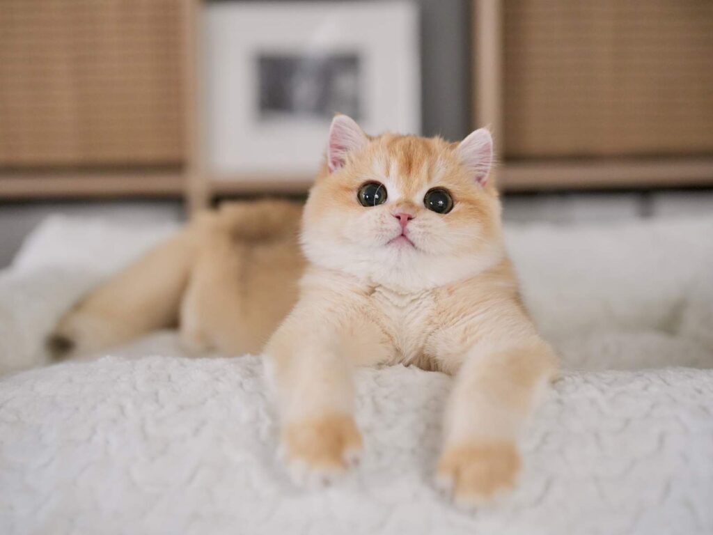 Golden Shaded British Shorthair - Potato - British Shorthair for sale & British Longhair Kittens for sale