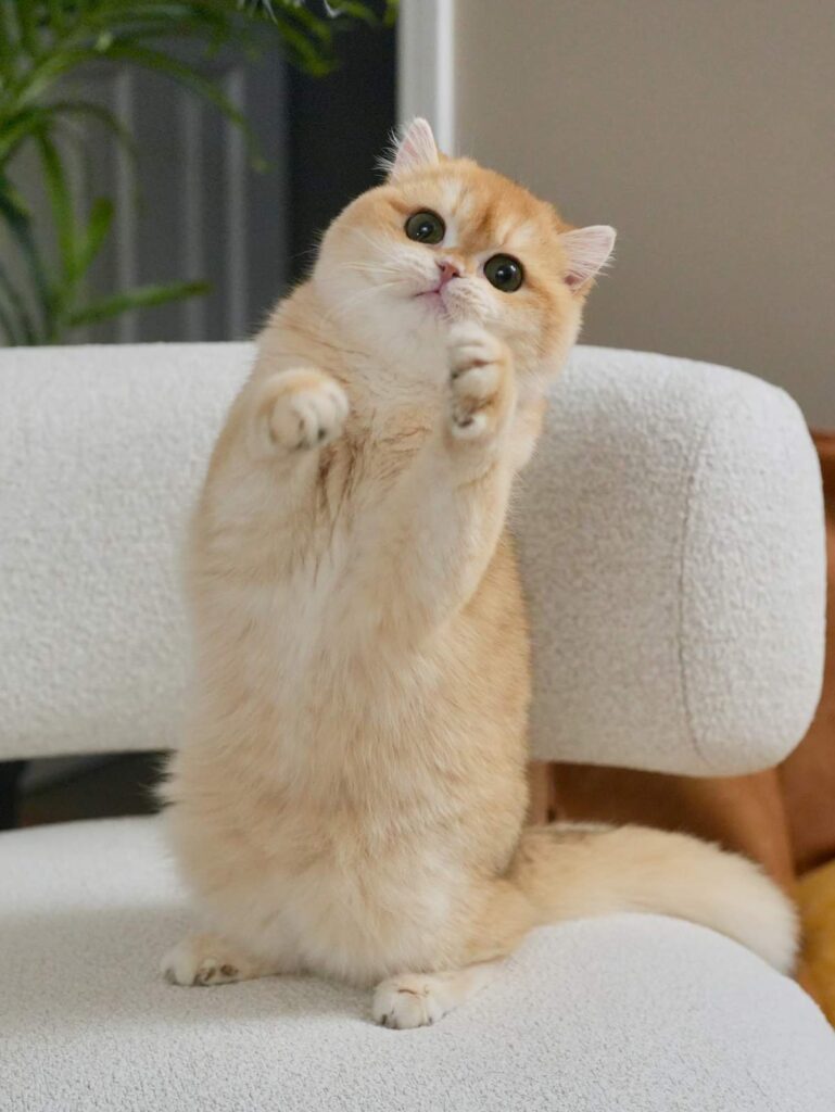 Golden Shaded British Shorthair - Potato - British Shorthair for sale & British Longhair Kittens for sale