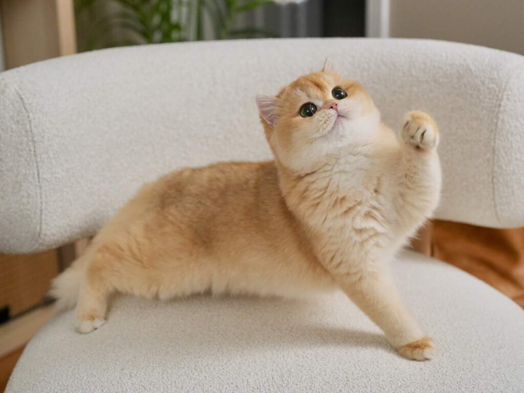 Golden Shaded British Shorthair - Potato - British Shorthair for sale & British Longhair Kittens for sale